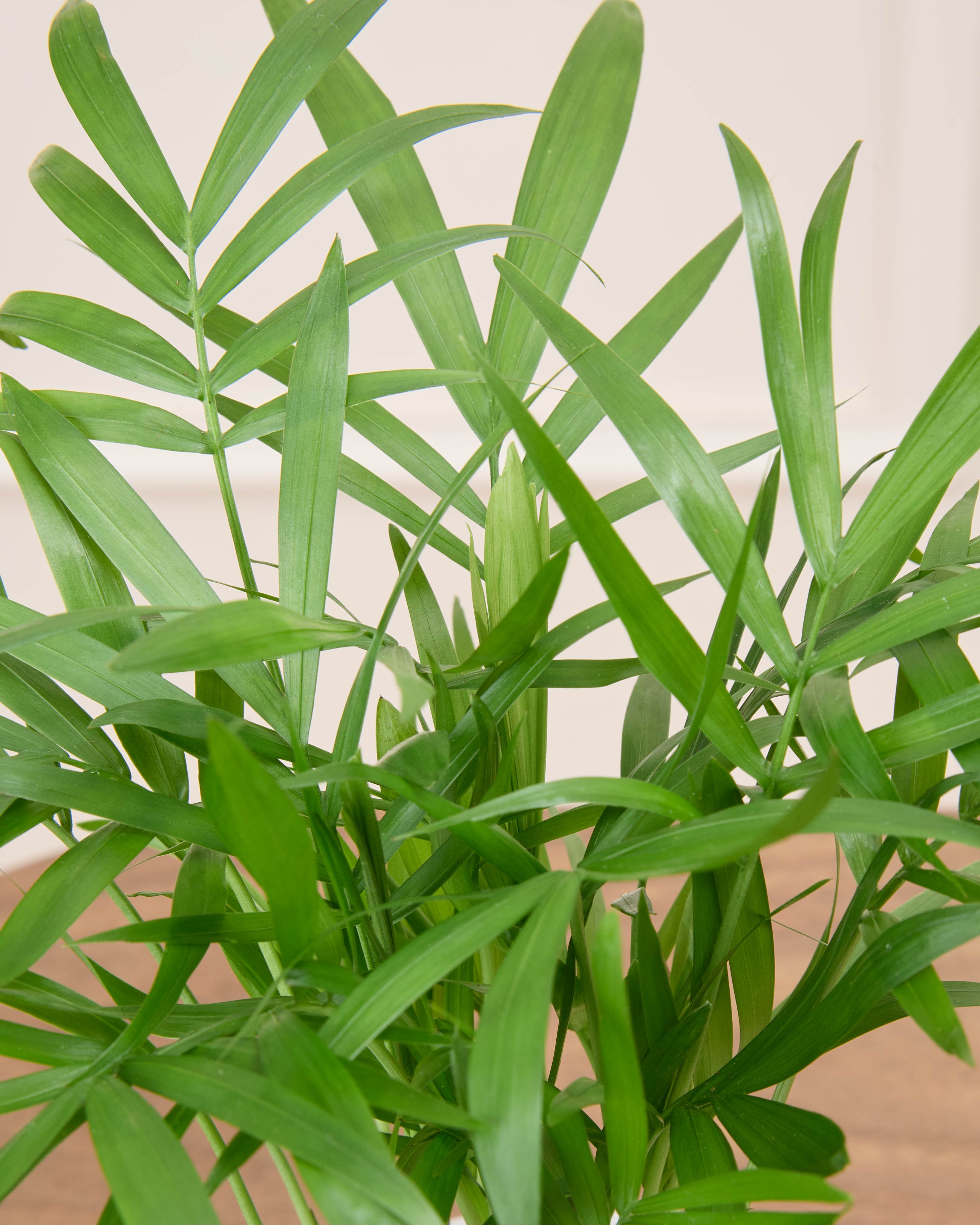 Zoom sur le chamaedorea