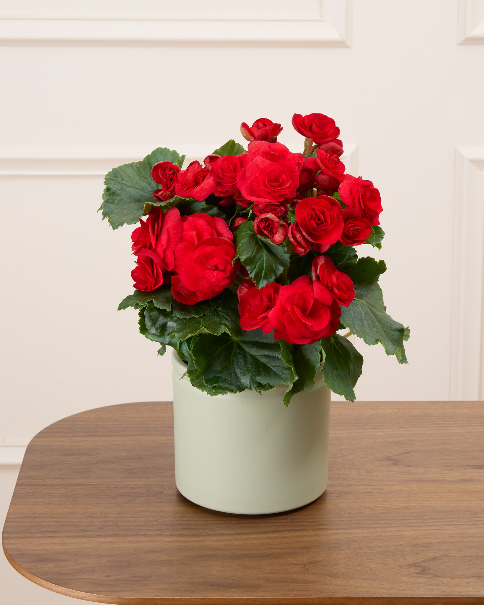 Mona et son cache-pot vert - Bégonia