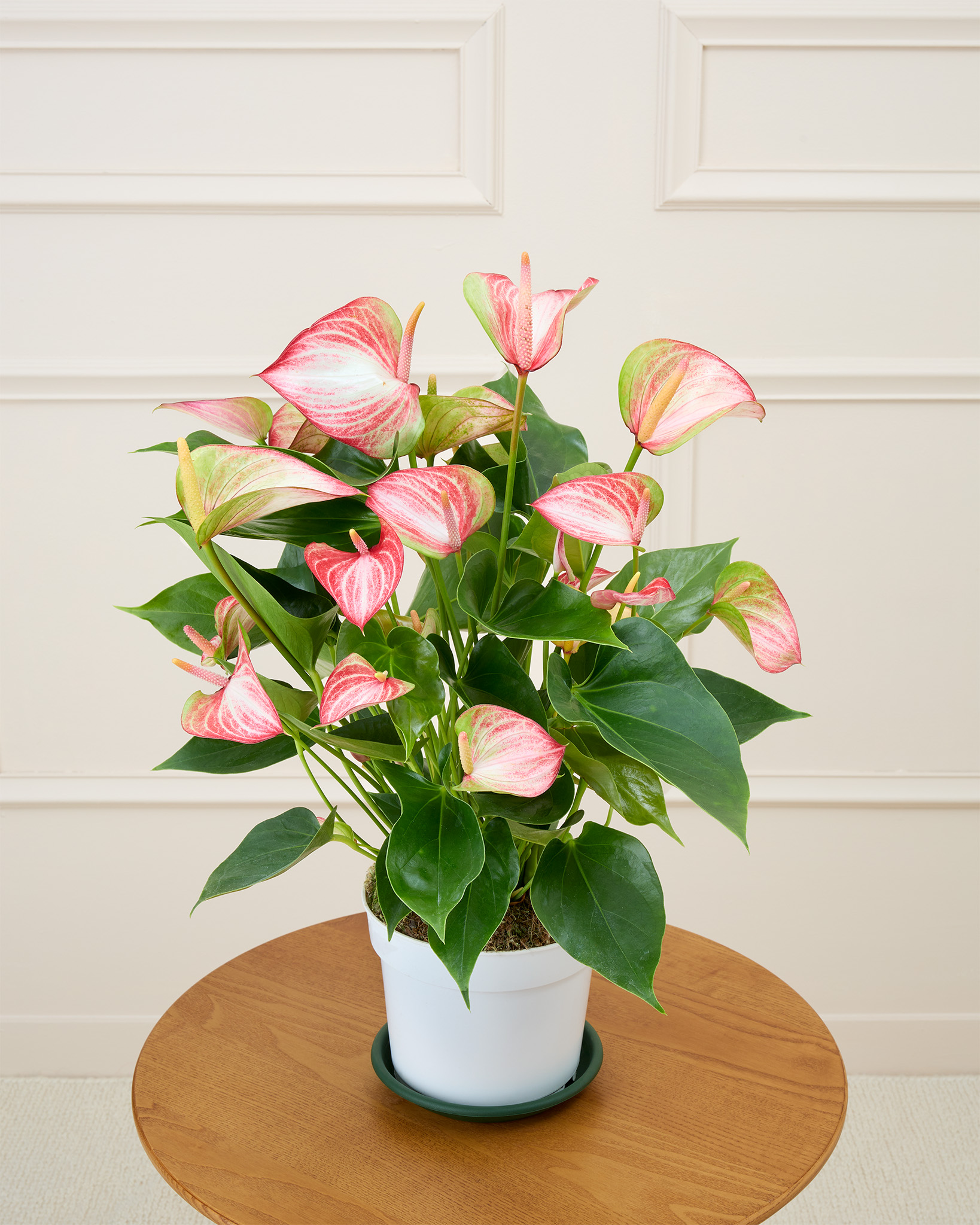 Nathanaël et sa soucoupe - Anthurium