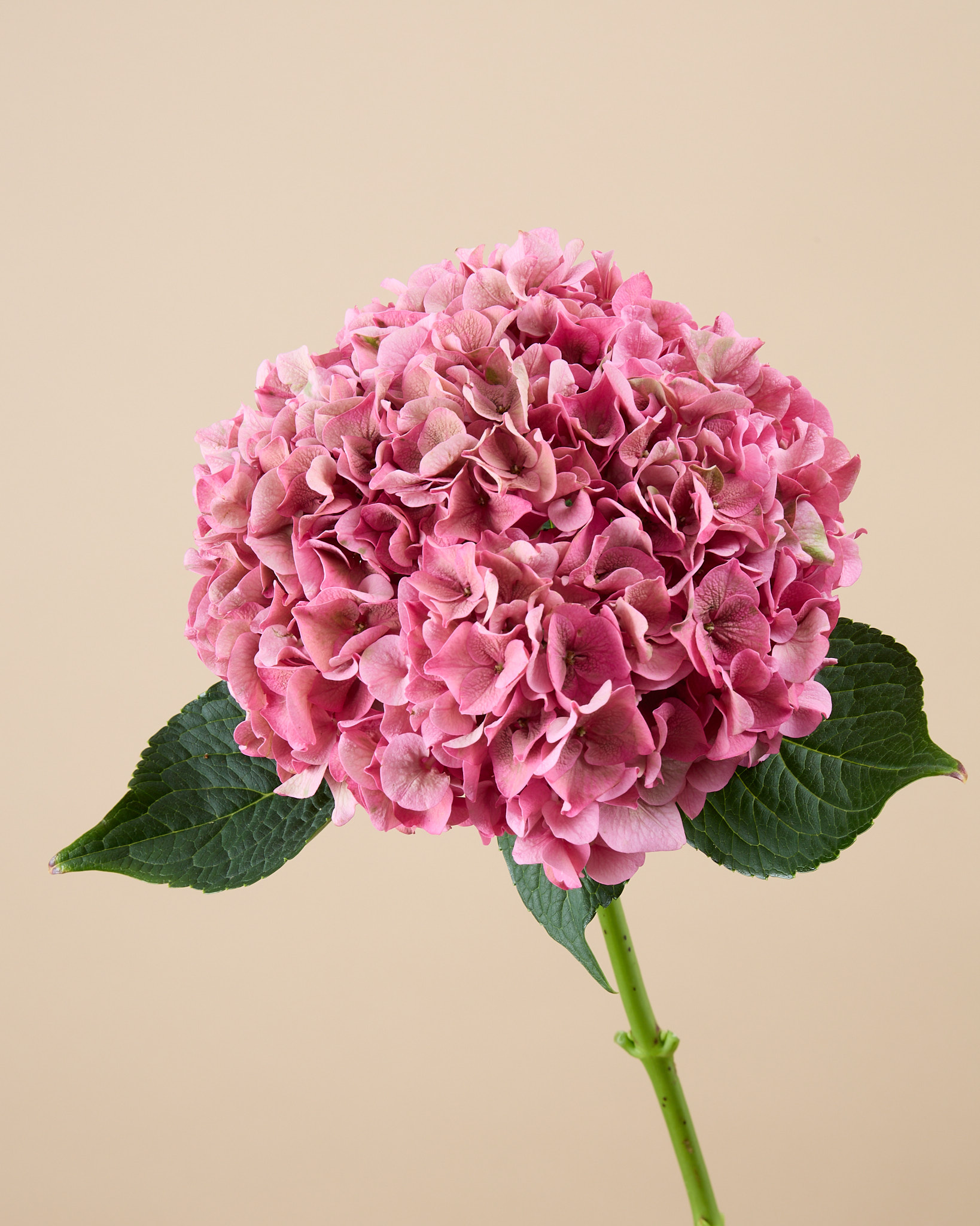 Hortensia