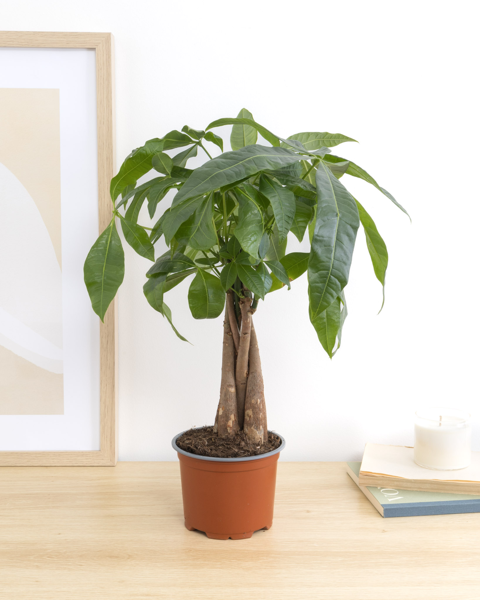 James sans cache-pot - Pachira