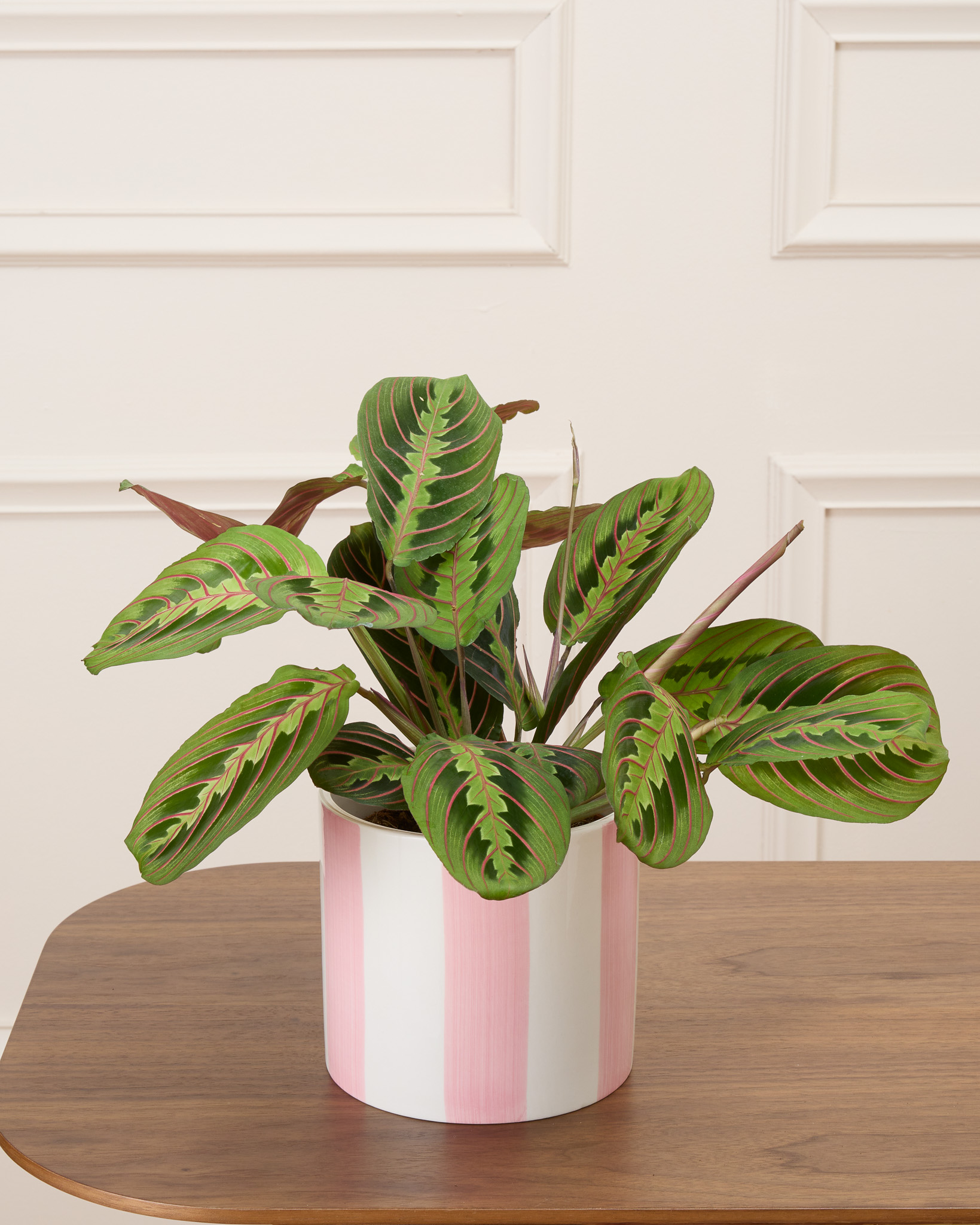 Mathis et son cache-pot rayé rose - Maranta 