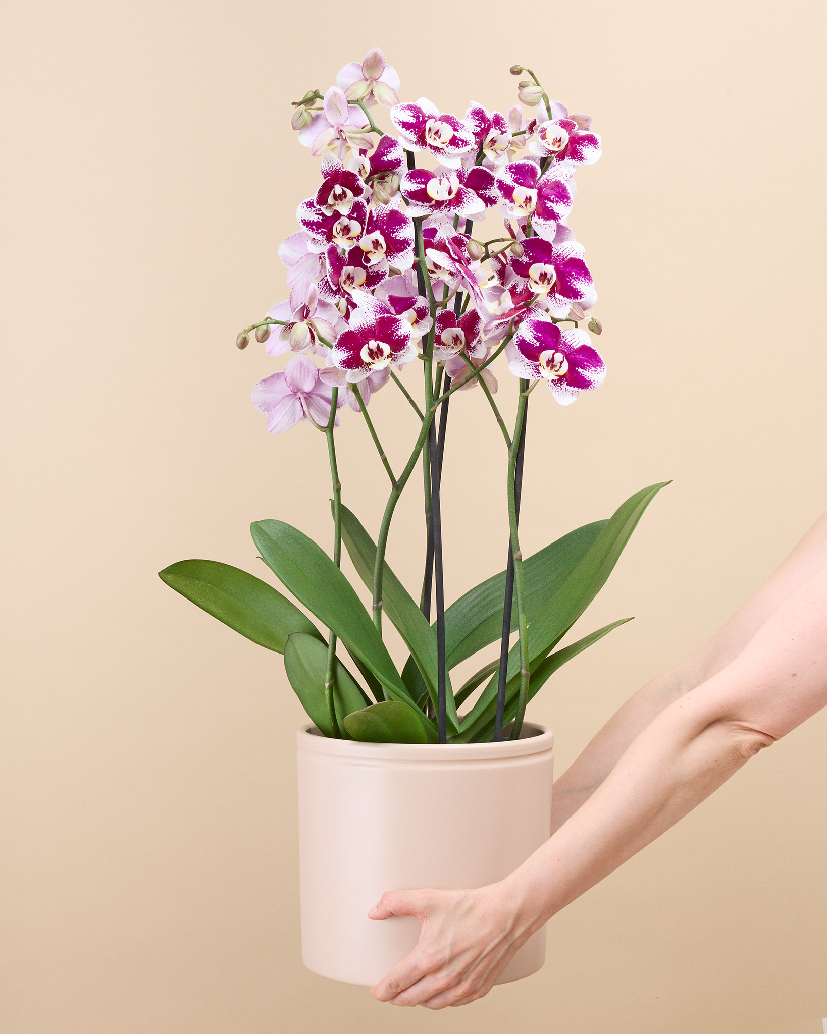 Orchidée Audrey  