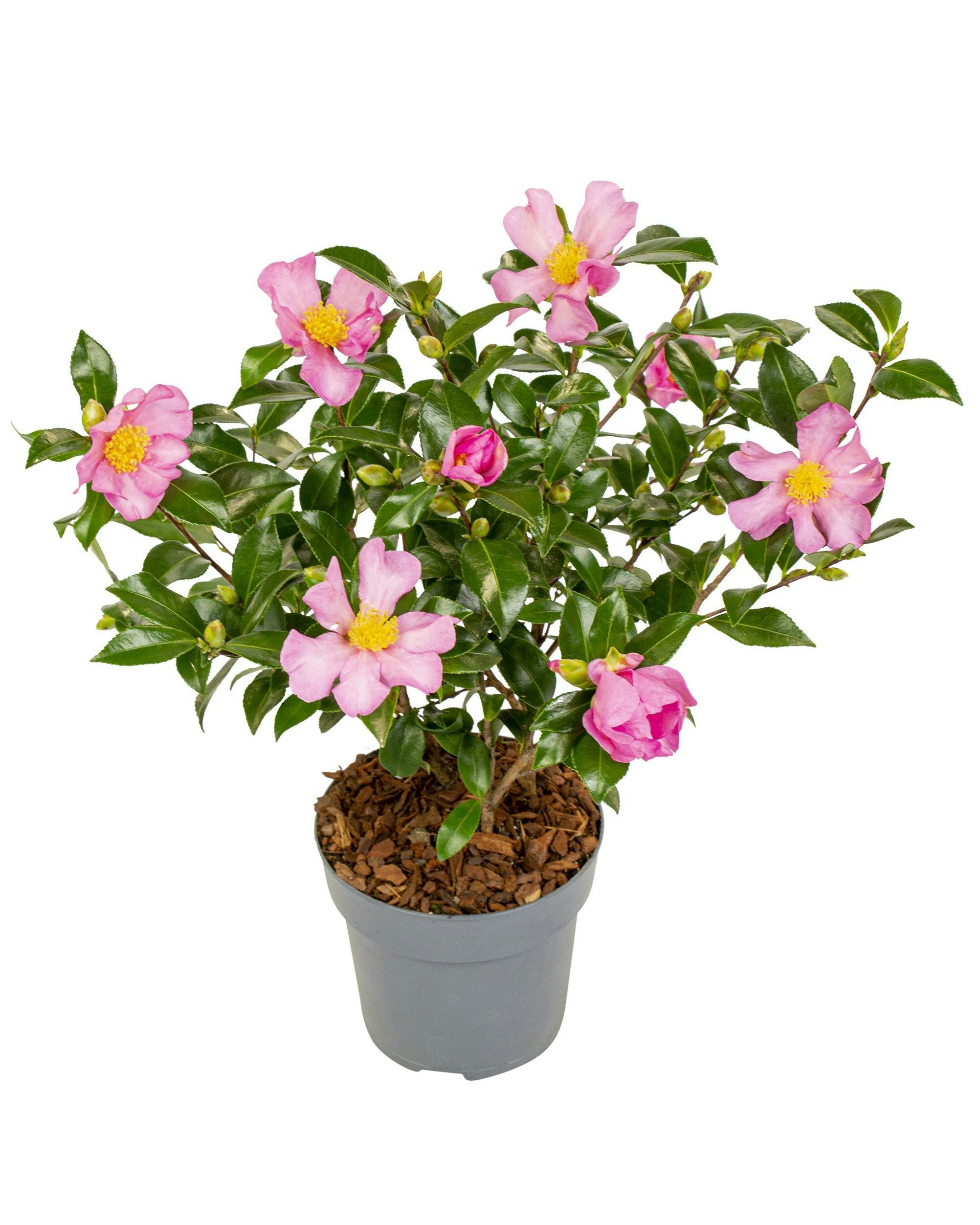 Amélie - Camélia sasanqua 'Pink' (la plante peut être livrée à différents stades de floraison)