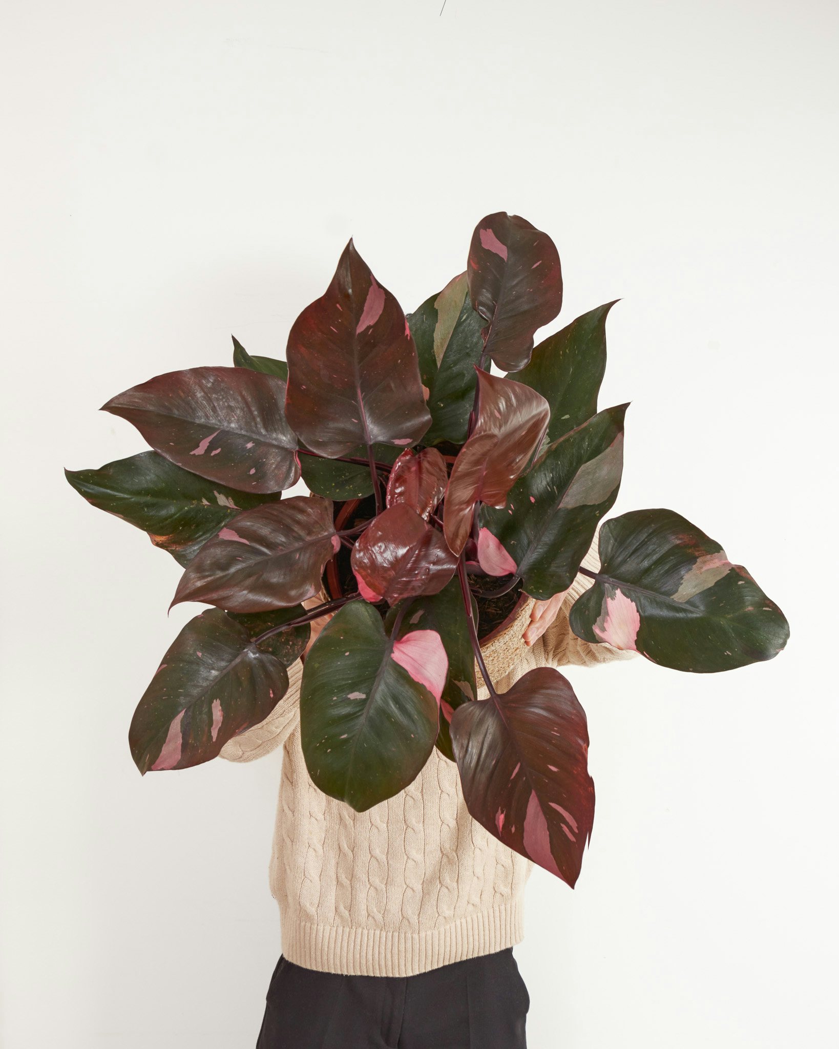 Découvrez notre Philodendron 'Pink Princess' en vente flash !