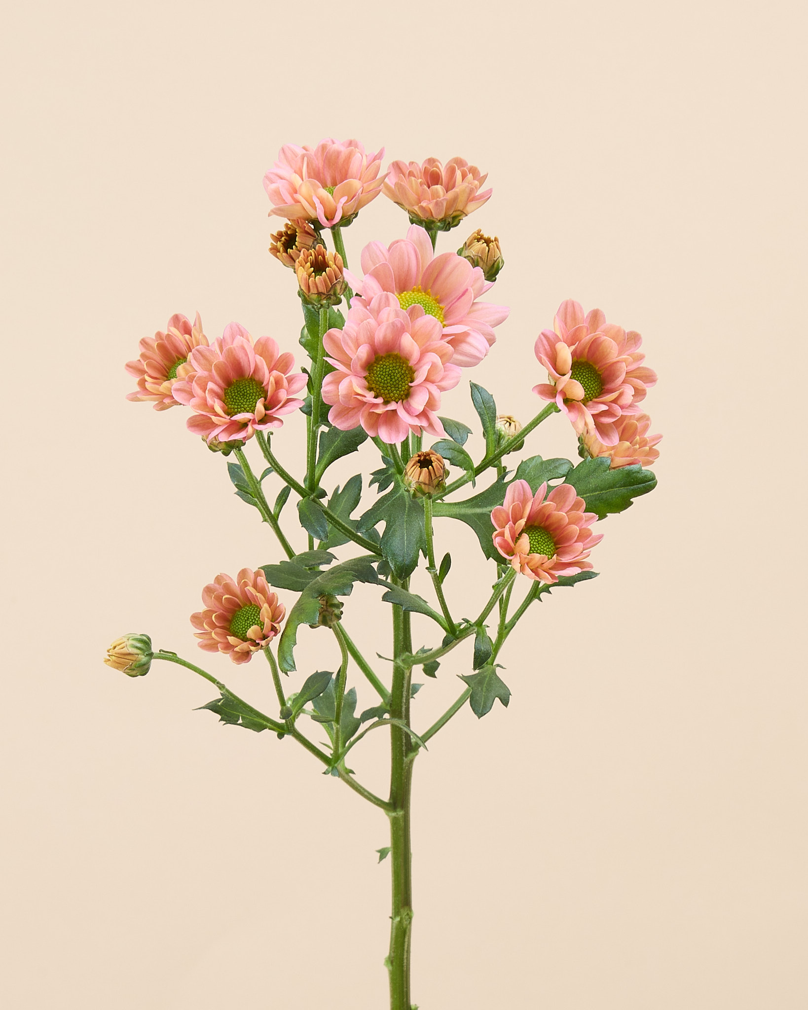 Chrysantheme