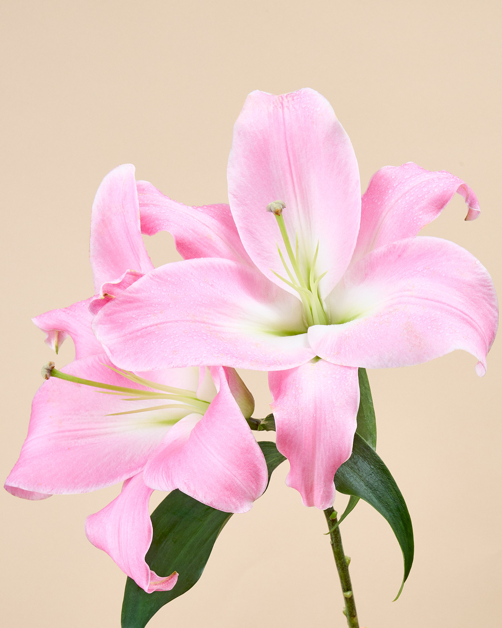 Lys rose