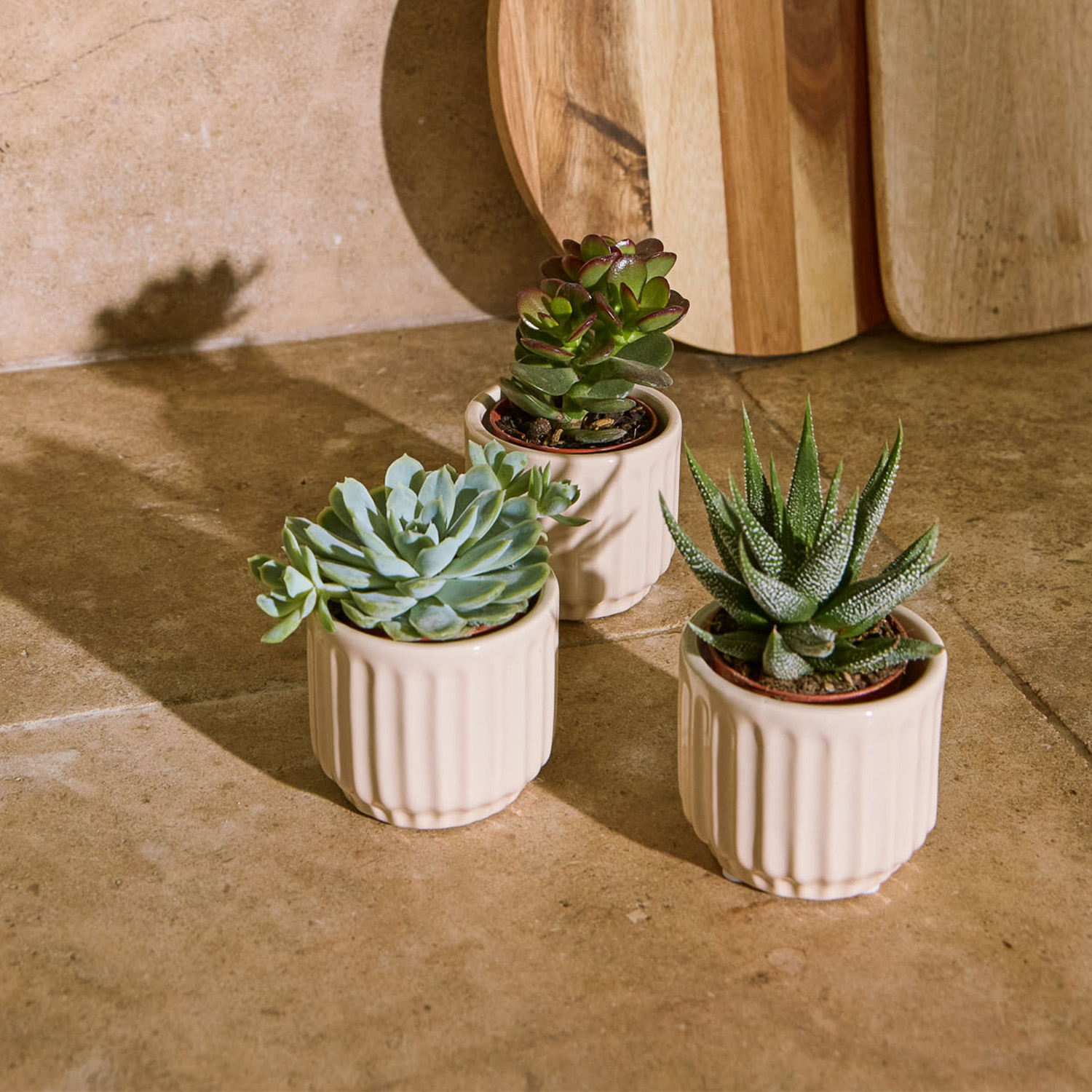 Plantes