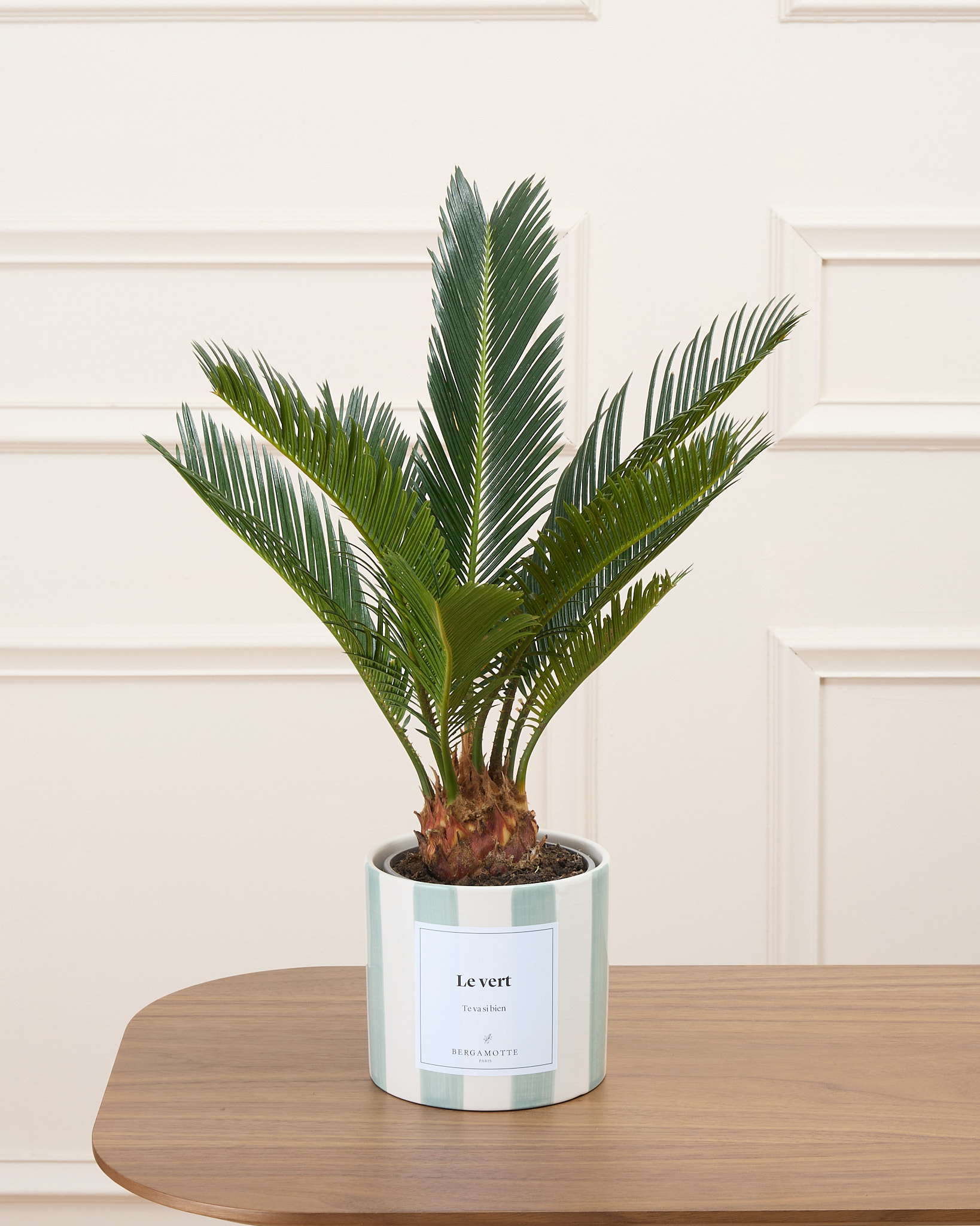 Rita et cache-pot rayé vert personnalisé - Cycas