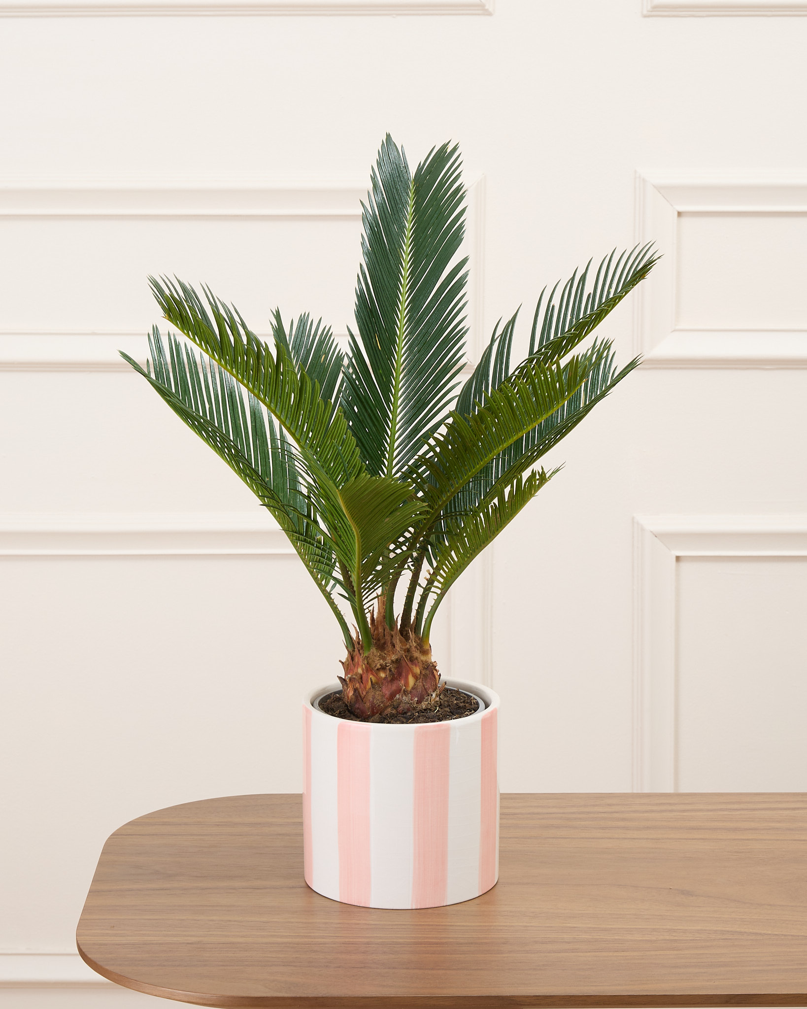 Rita et son cache-pot rayé rose - Cycas