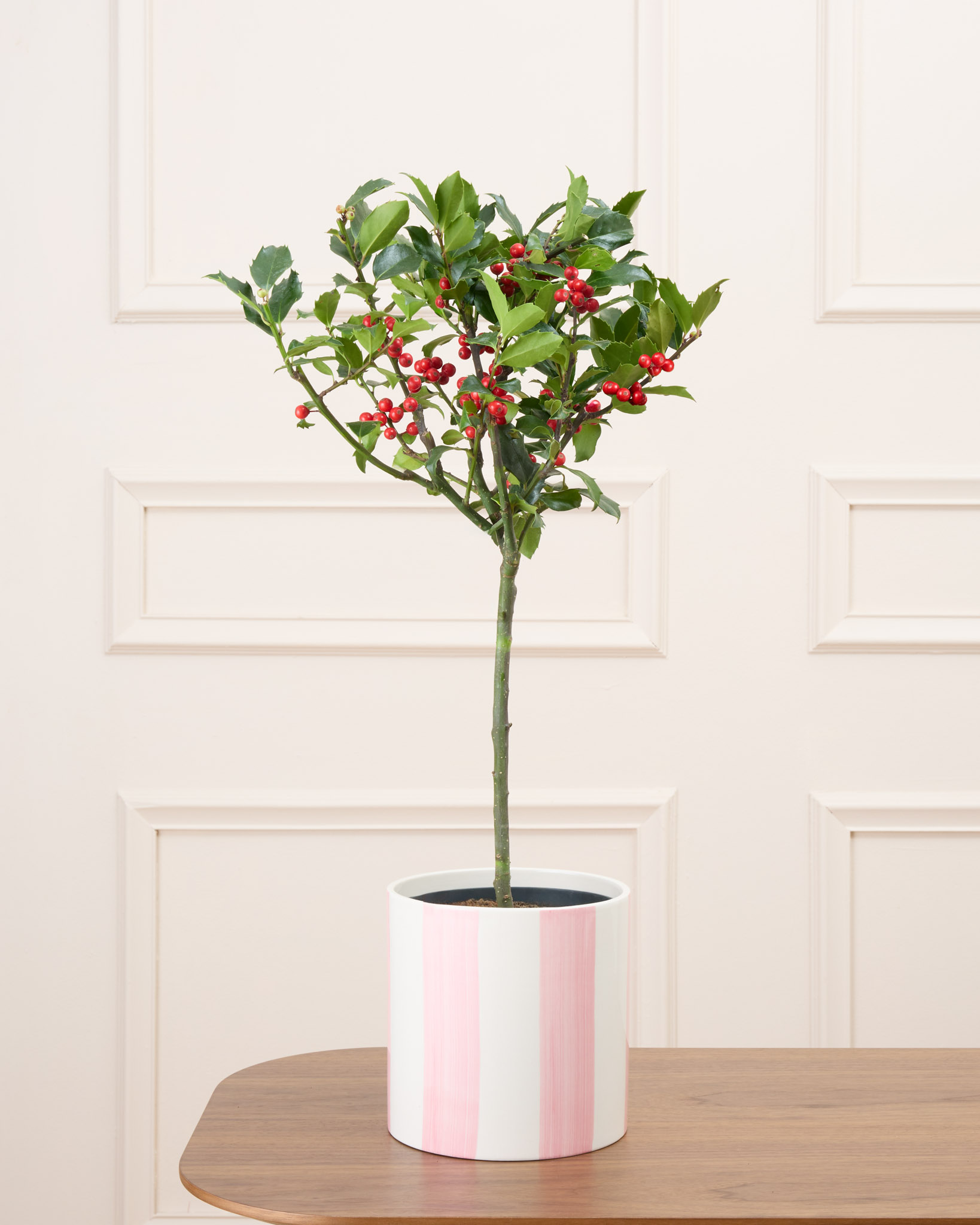 Honoré et son cache-pot rayé rose - Houx