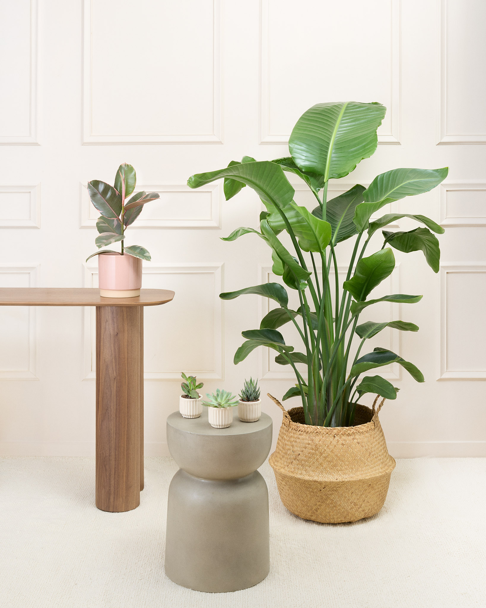 Tribu emménagement et ses cache-pots - Sélection de plantes d