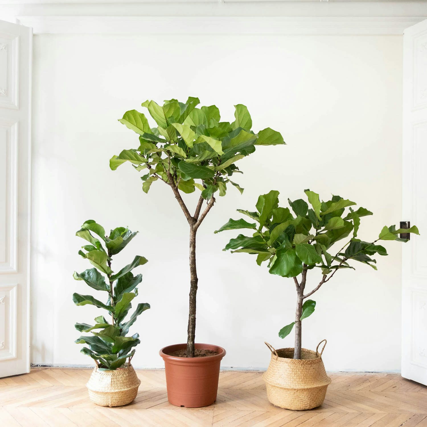 Grandes Plantes d'intérieur : 5 plantes XXL à adopter