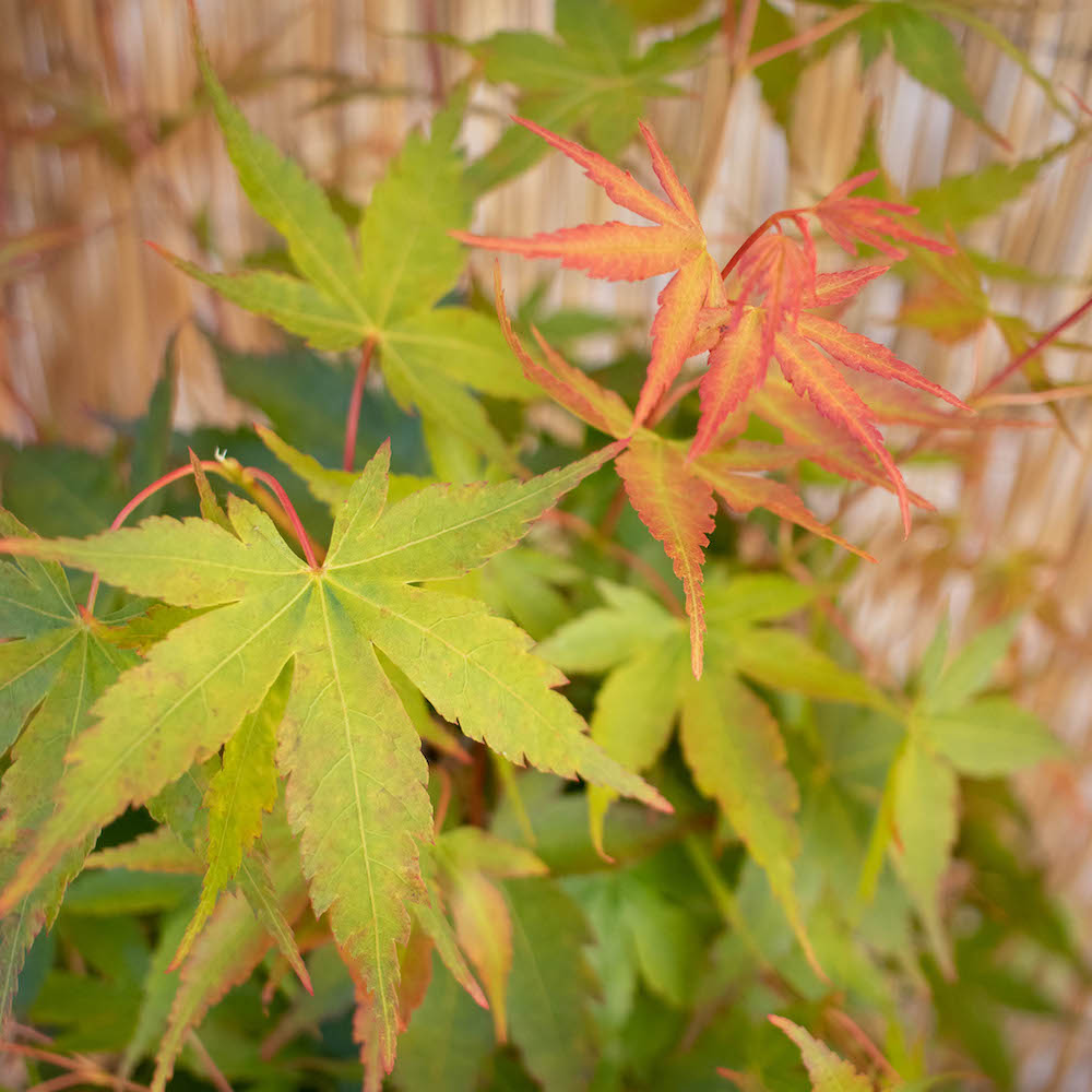 Erable du Japon nos conseils d’entretien