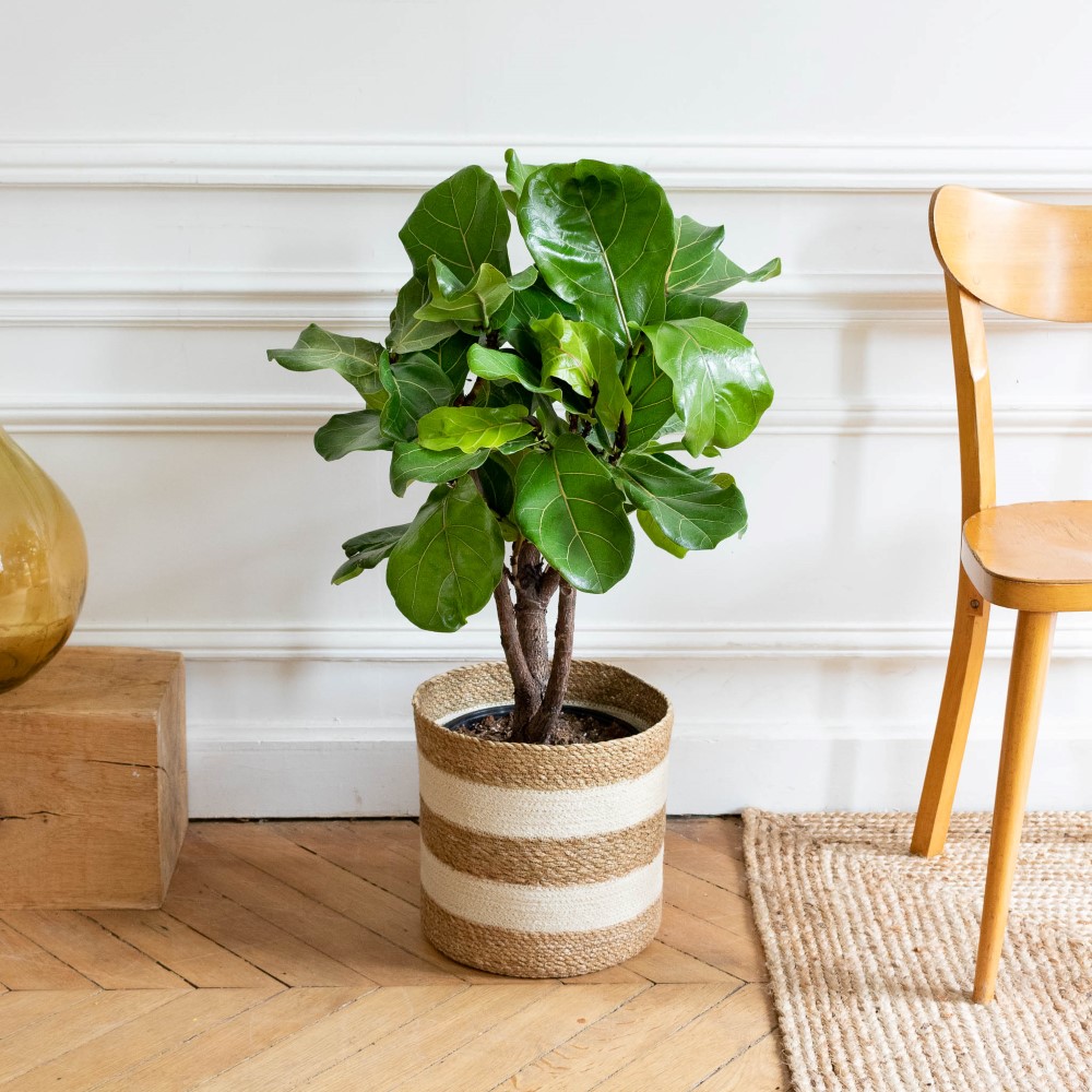 ficus-lyrata-maladie