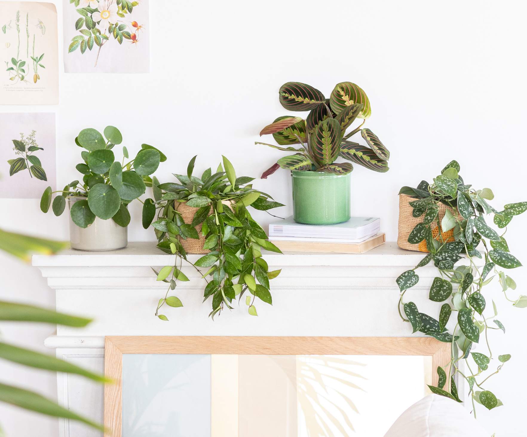 plante-facile-a-entretenir