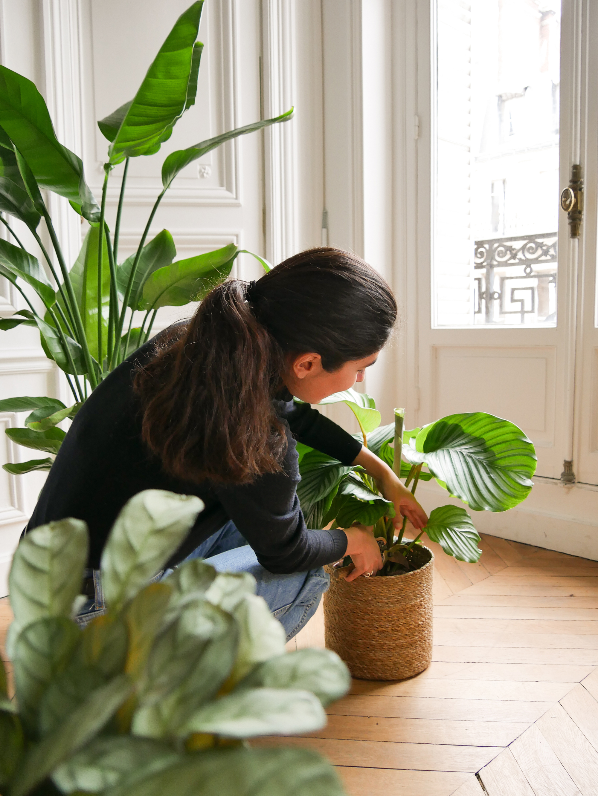 Entretien d'une plante