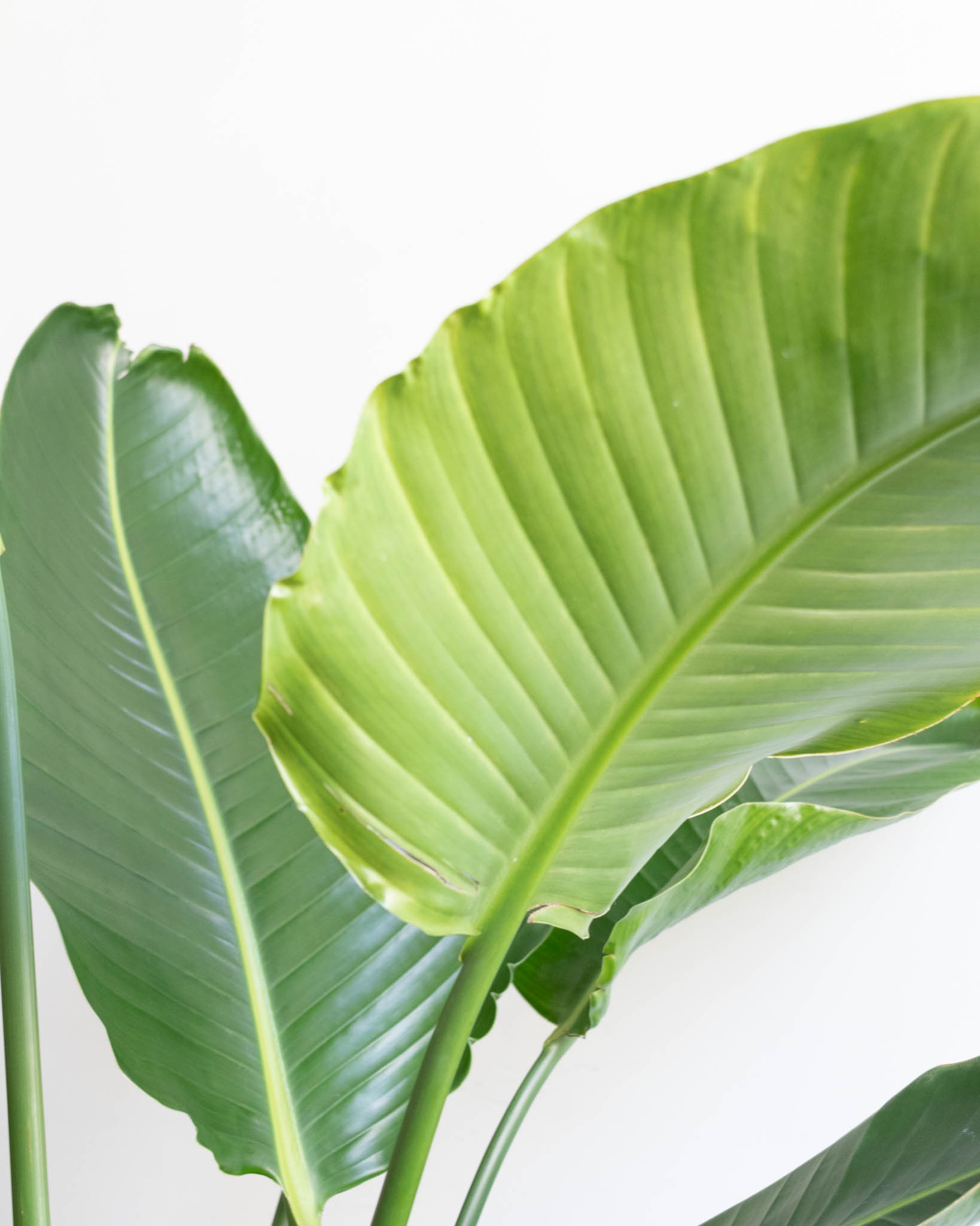 Zoom sur Rosalie - Strelitzia nicolai