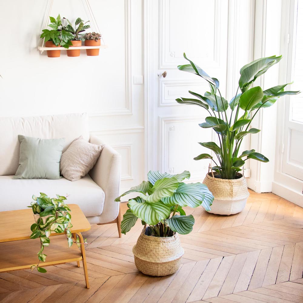 Grandes plantes dans un salon