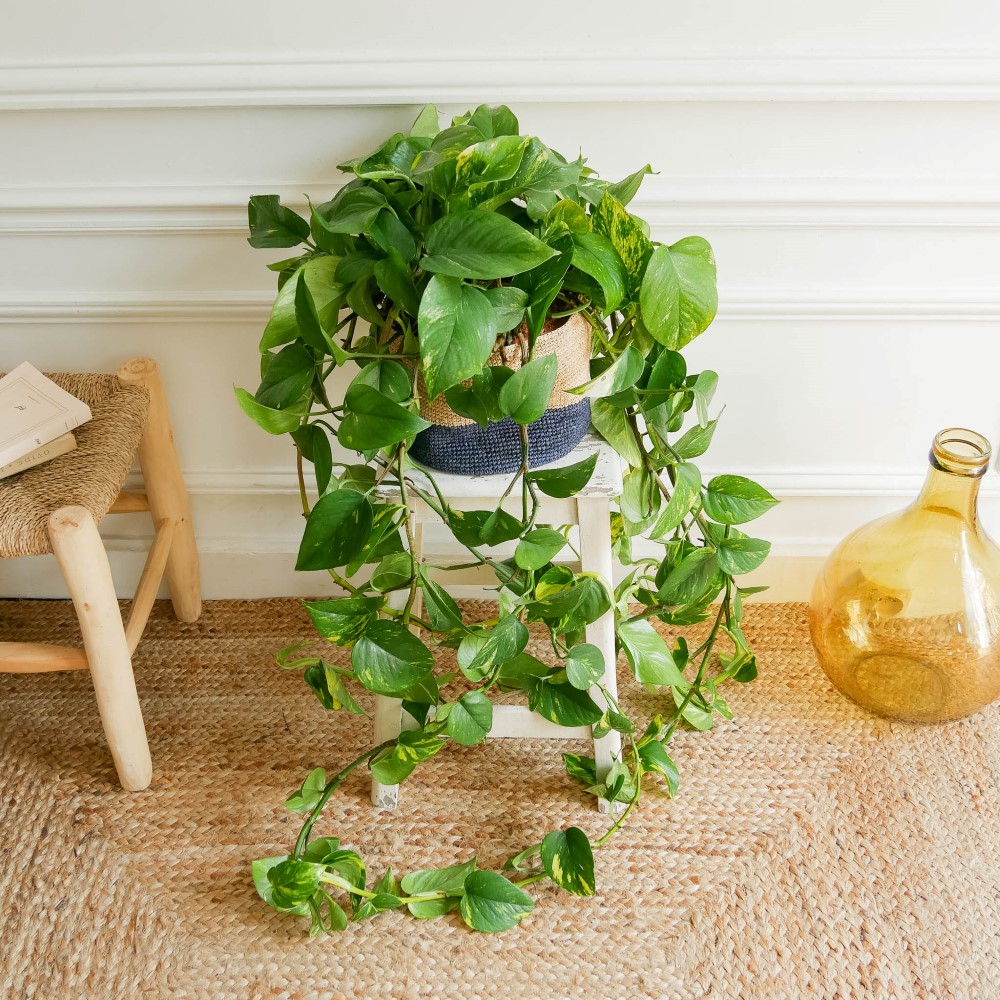 pothos déco