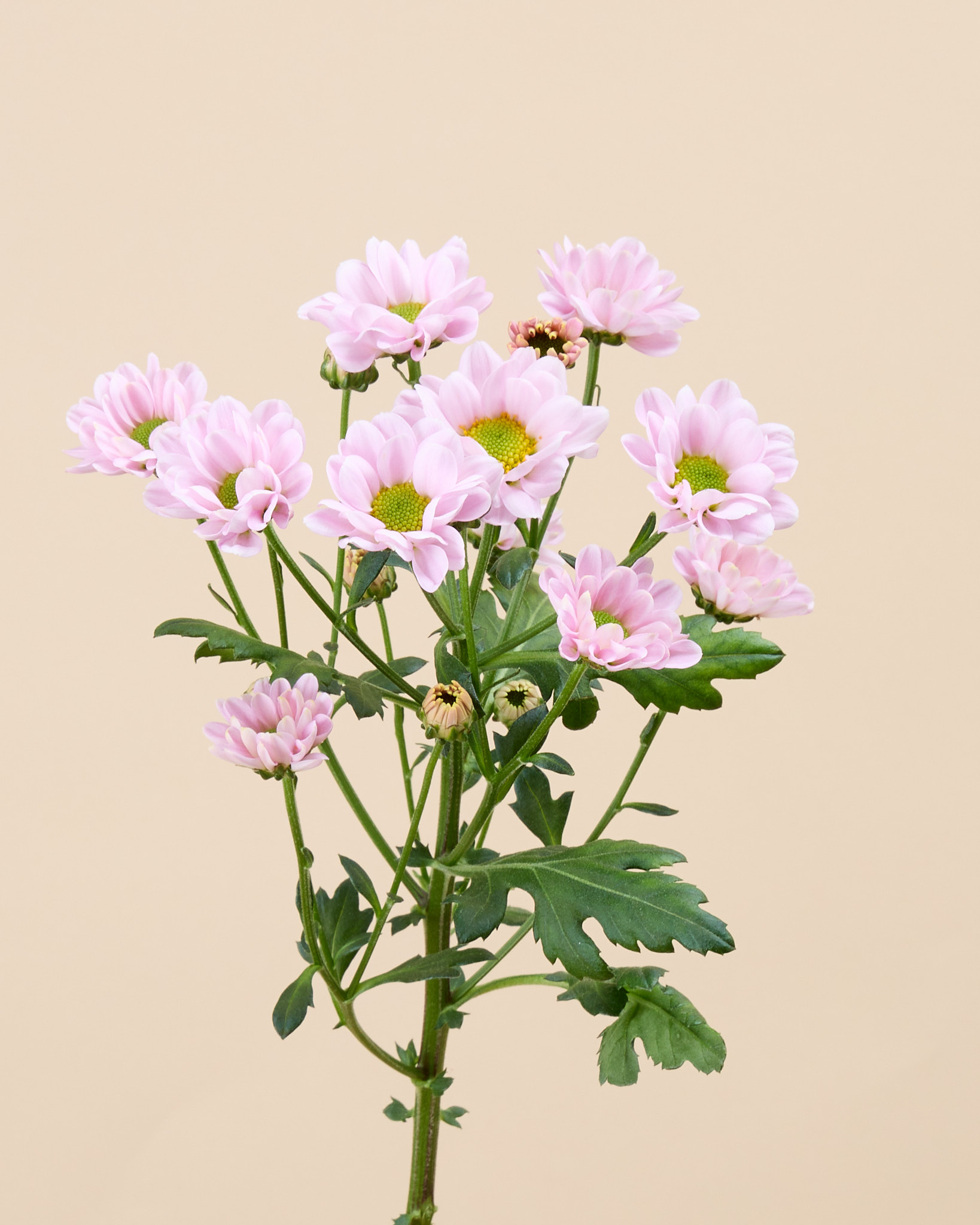 Santini rose