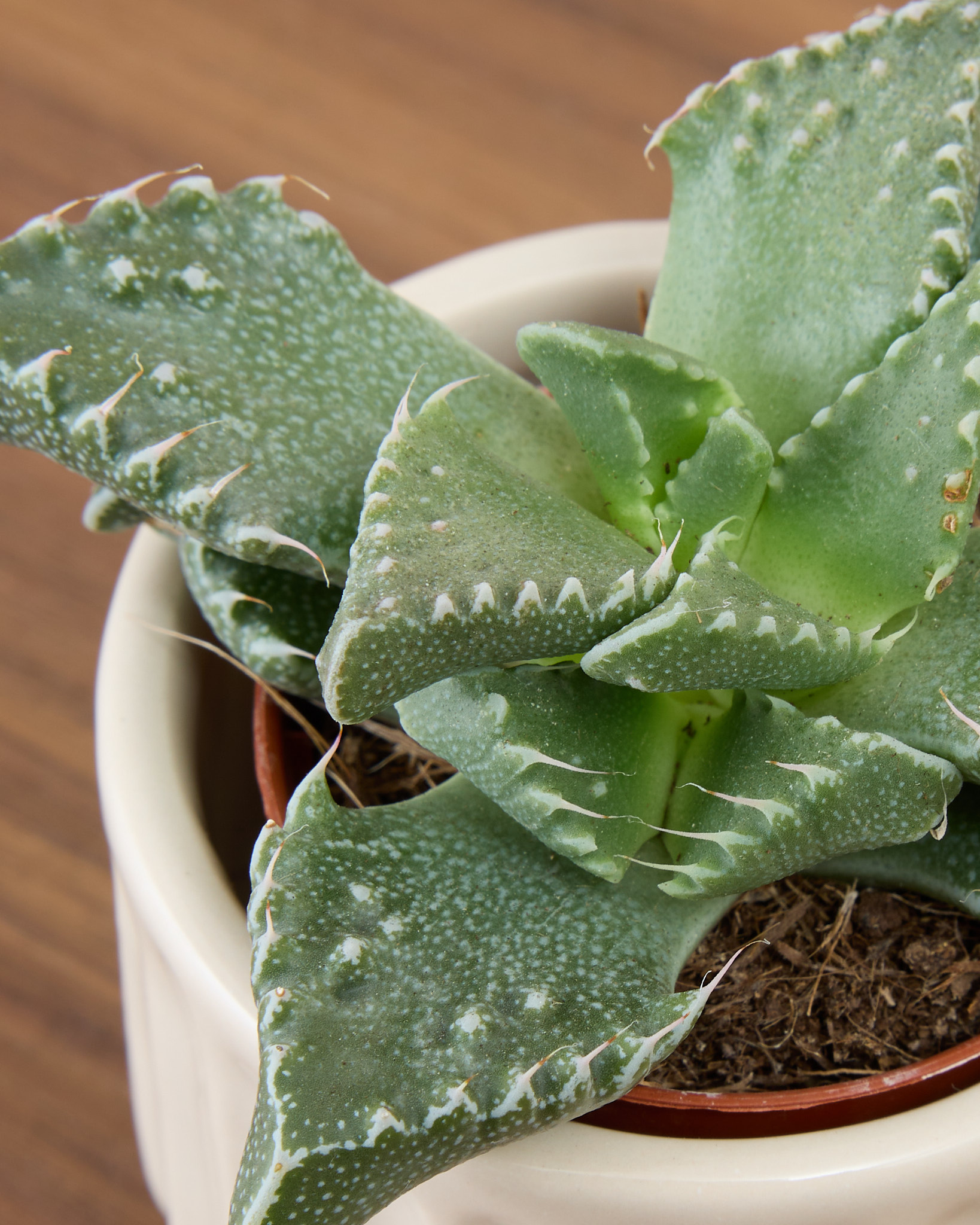Exemple de variété de succulente disponible