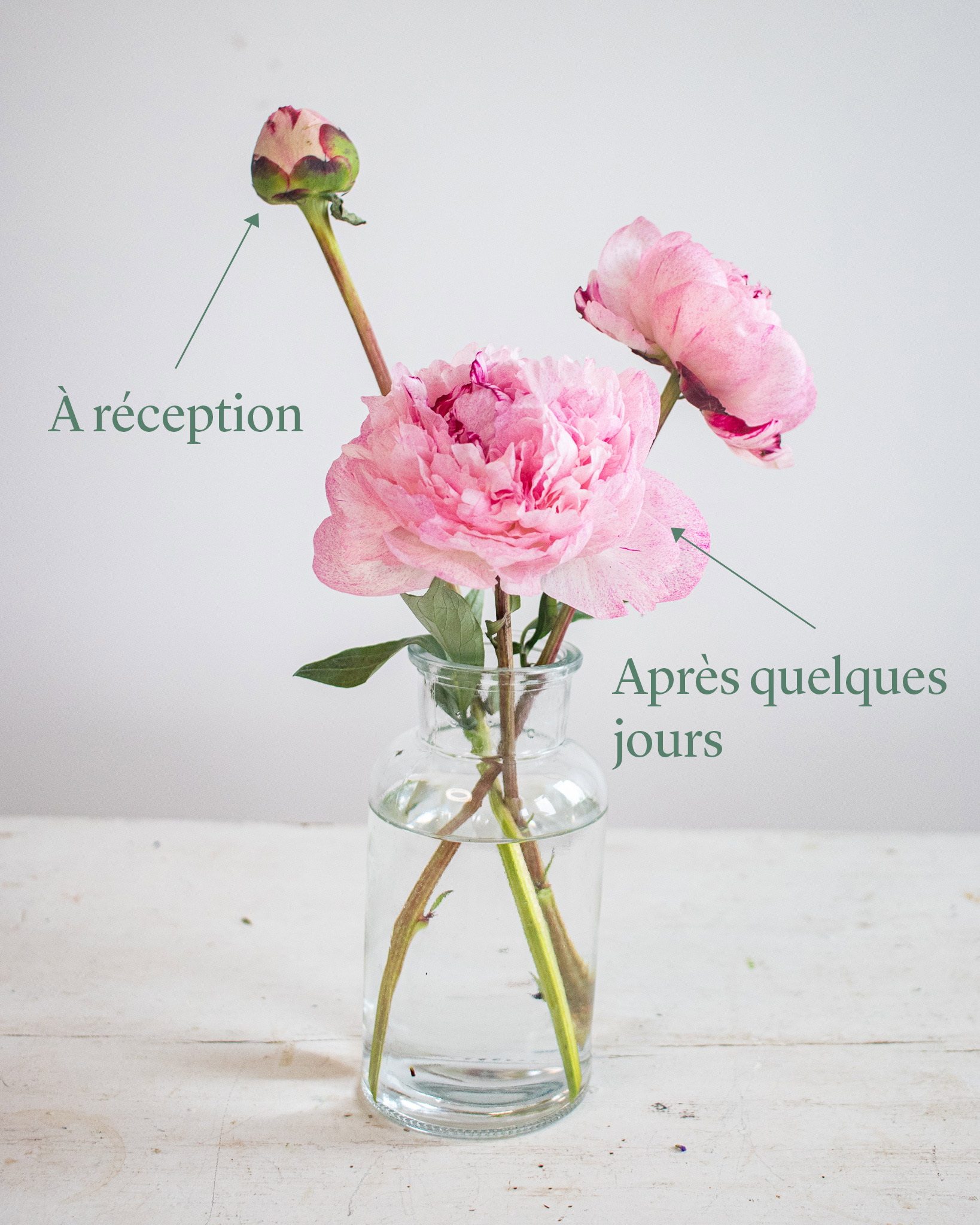 Pivoine à réception puis après quelques jours en vase