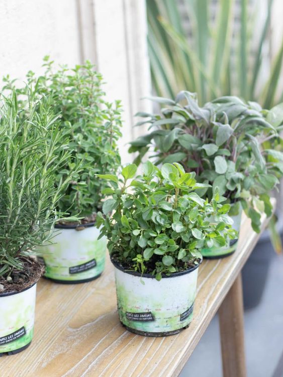 Les plantes aromatiques 