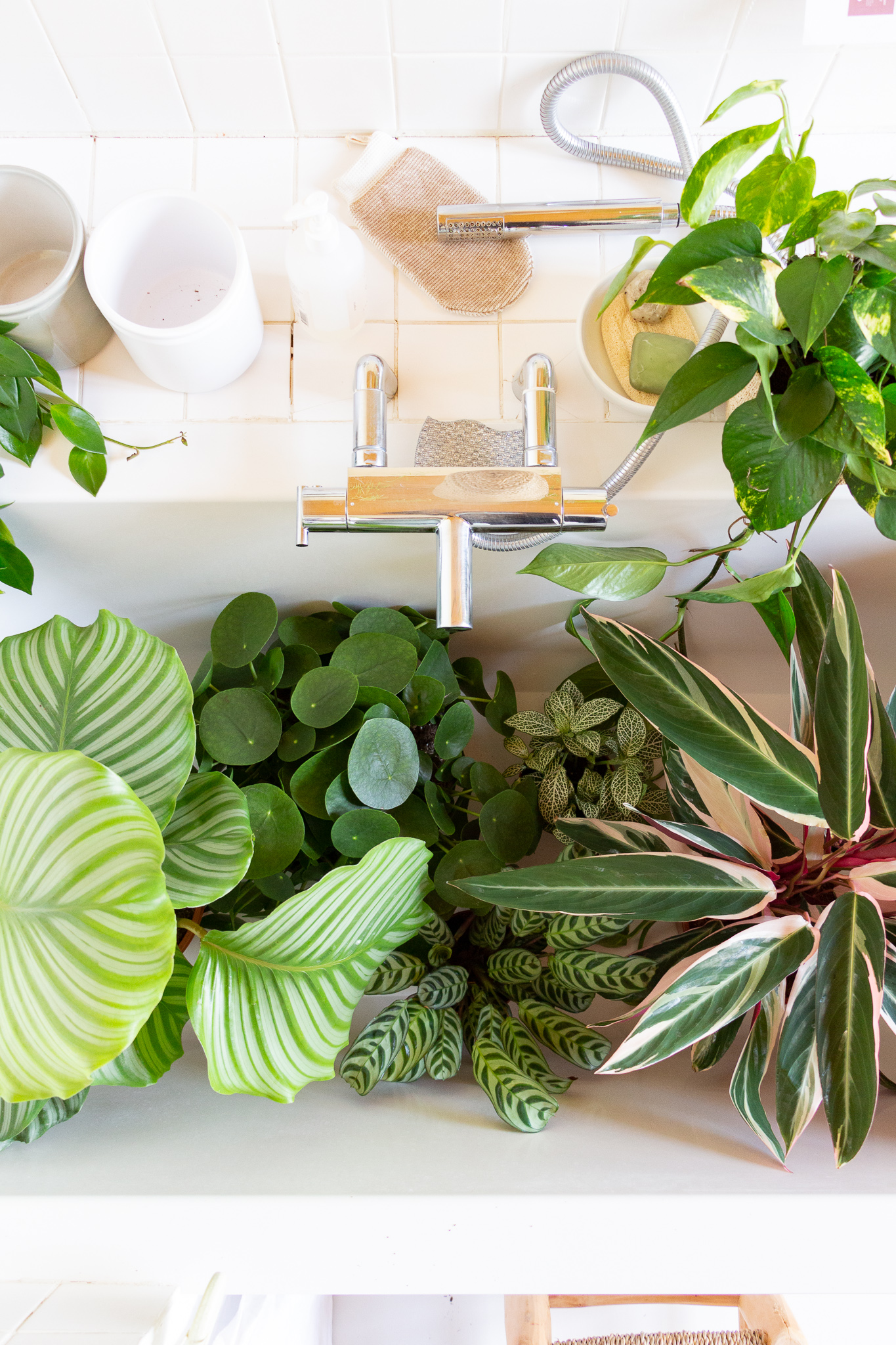 quelle-plante-salle-de-bain