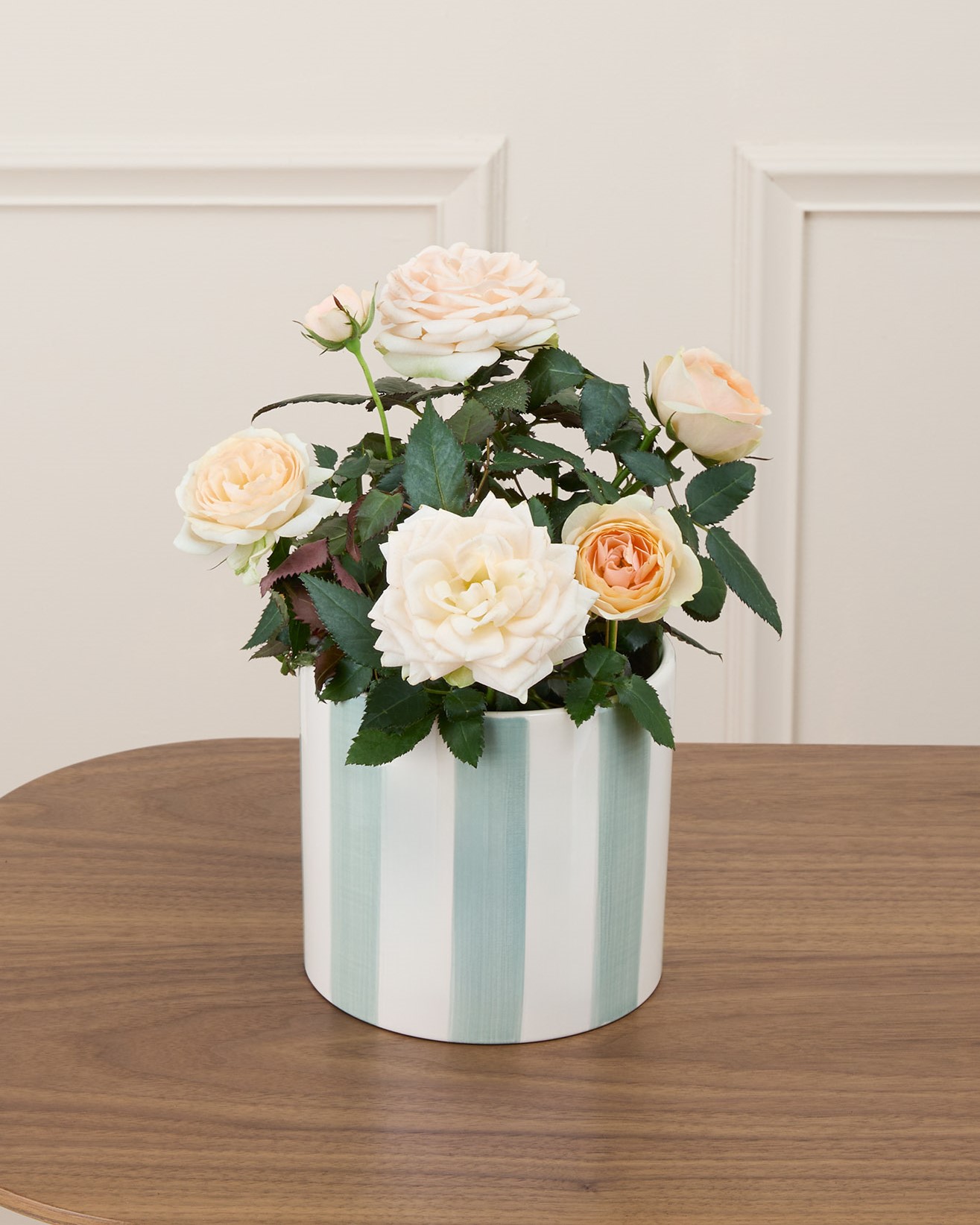 Jeanne et son cache-pot rayé vert - Petit rosier