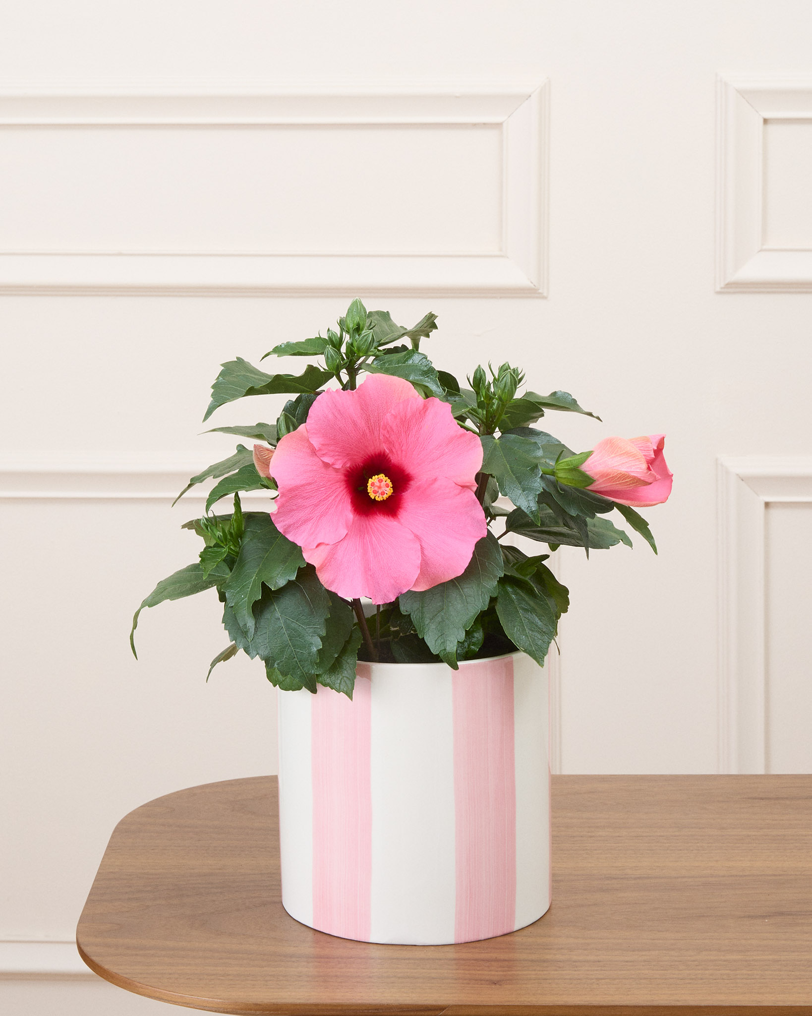 Lynn - Hibiscus