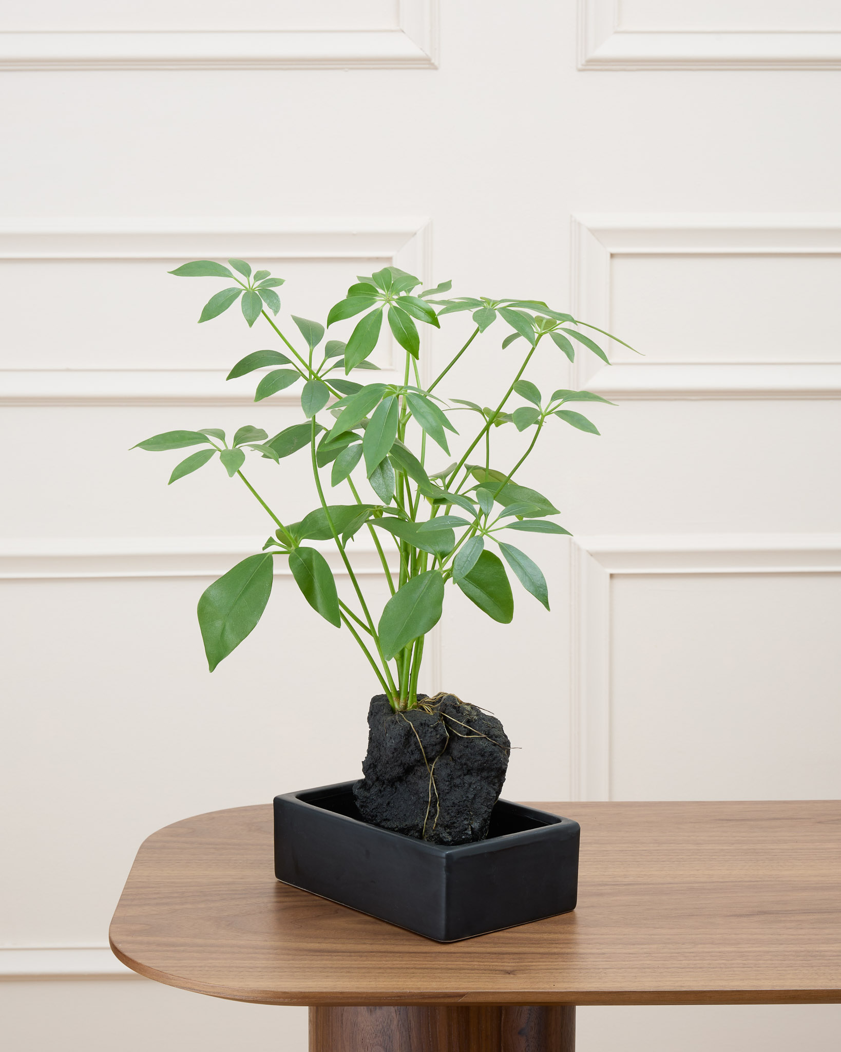 Schefflera sur pierre de lave
