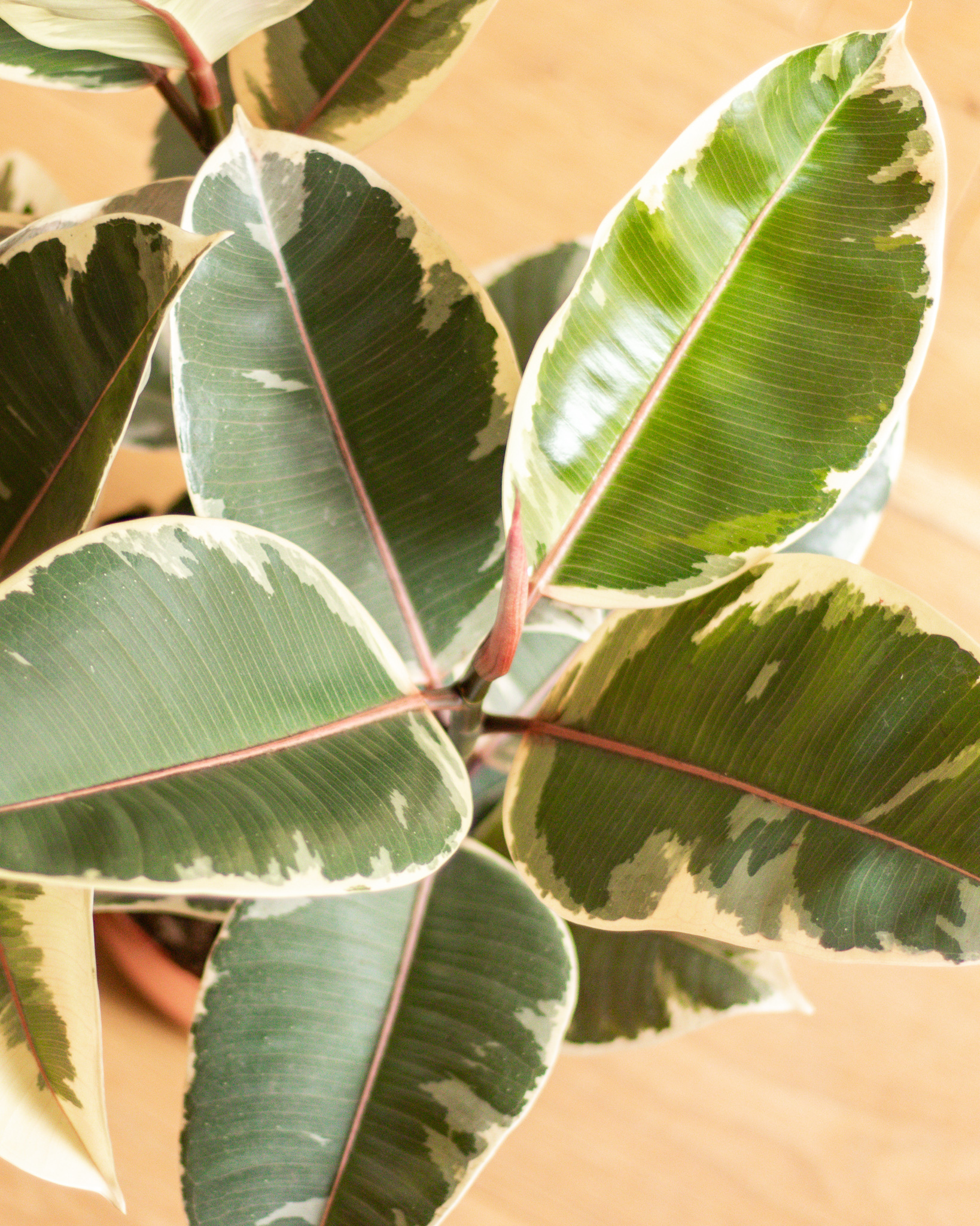 Où acheter des plantes à Lyon ?