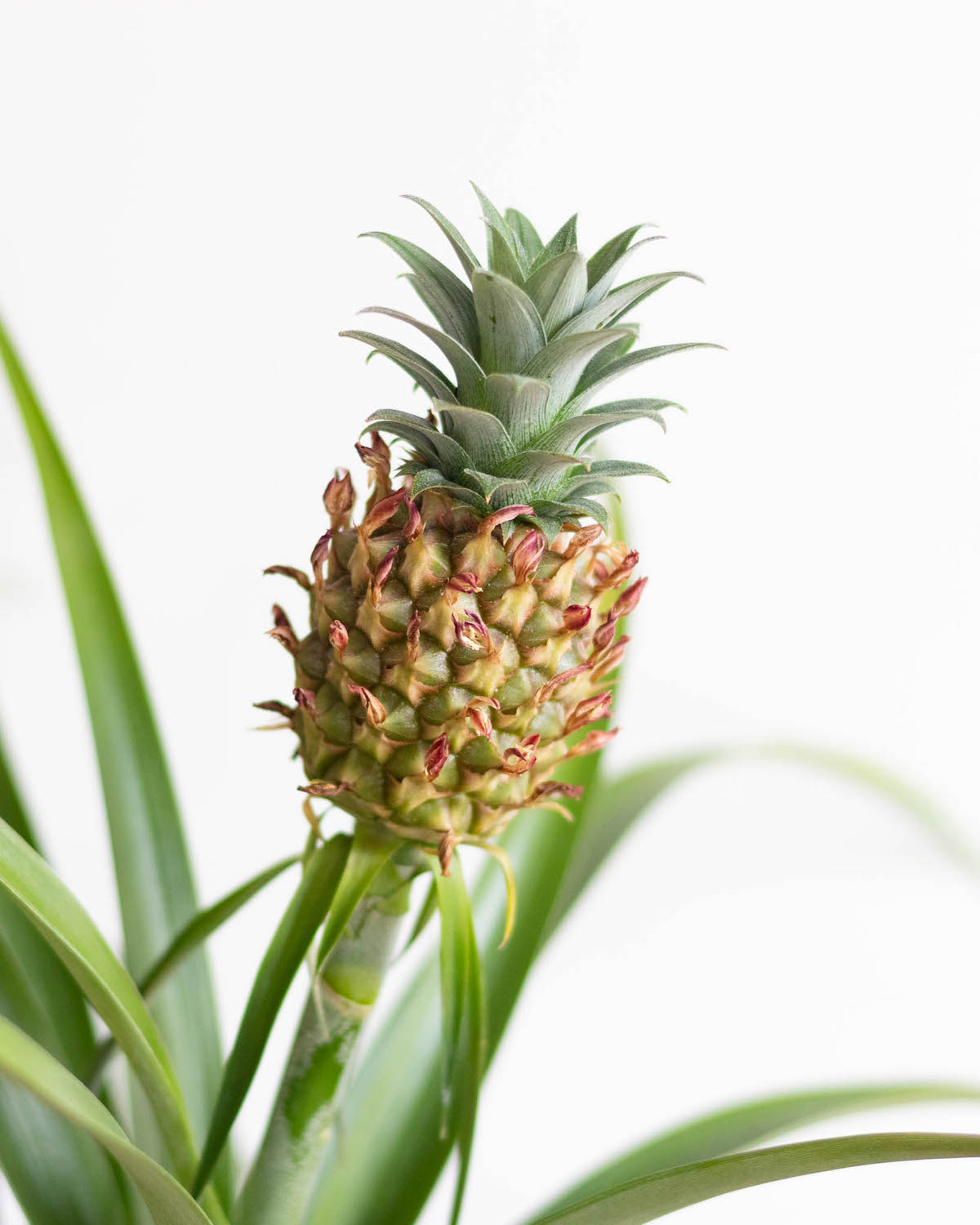 Zoom sur Anne - Ananas