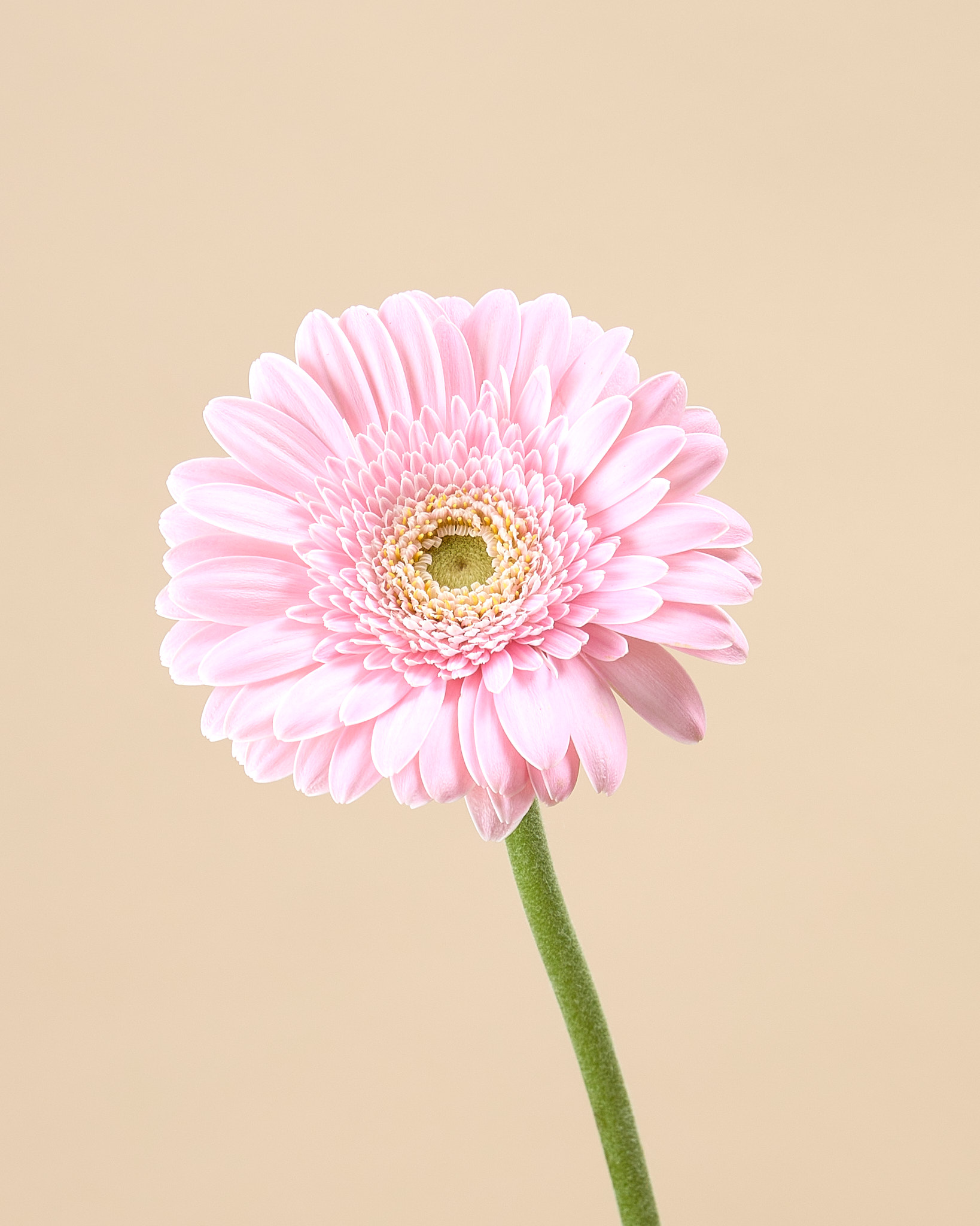 Gerbera