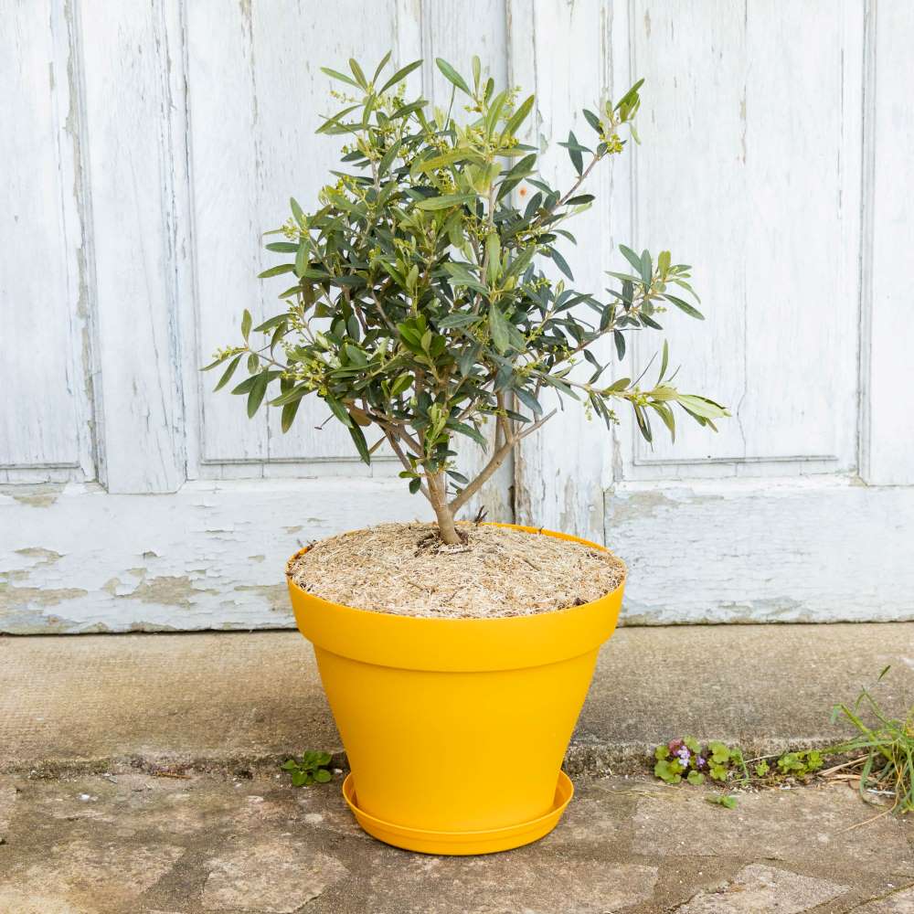 Matteo et son pot jaune- Olivier
