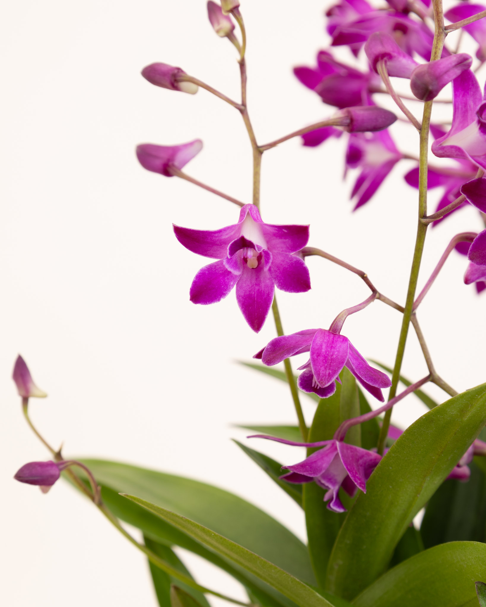 orchidee zoom