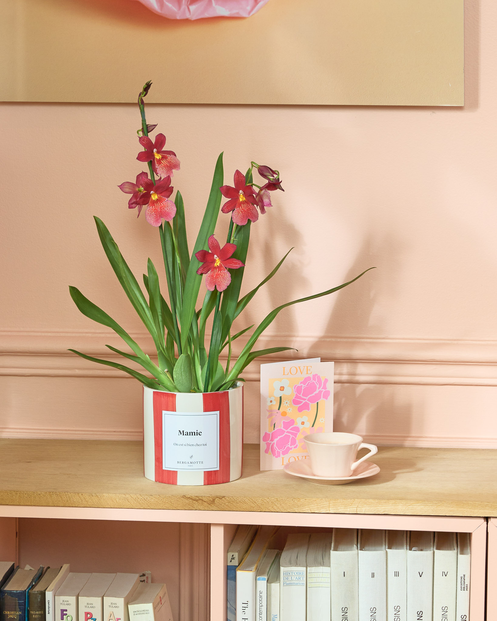 orchidée cambria
