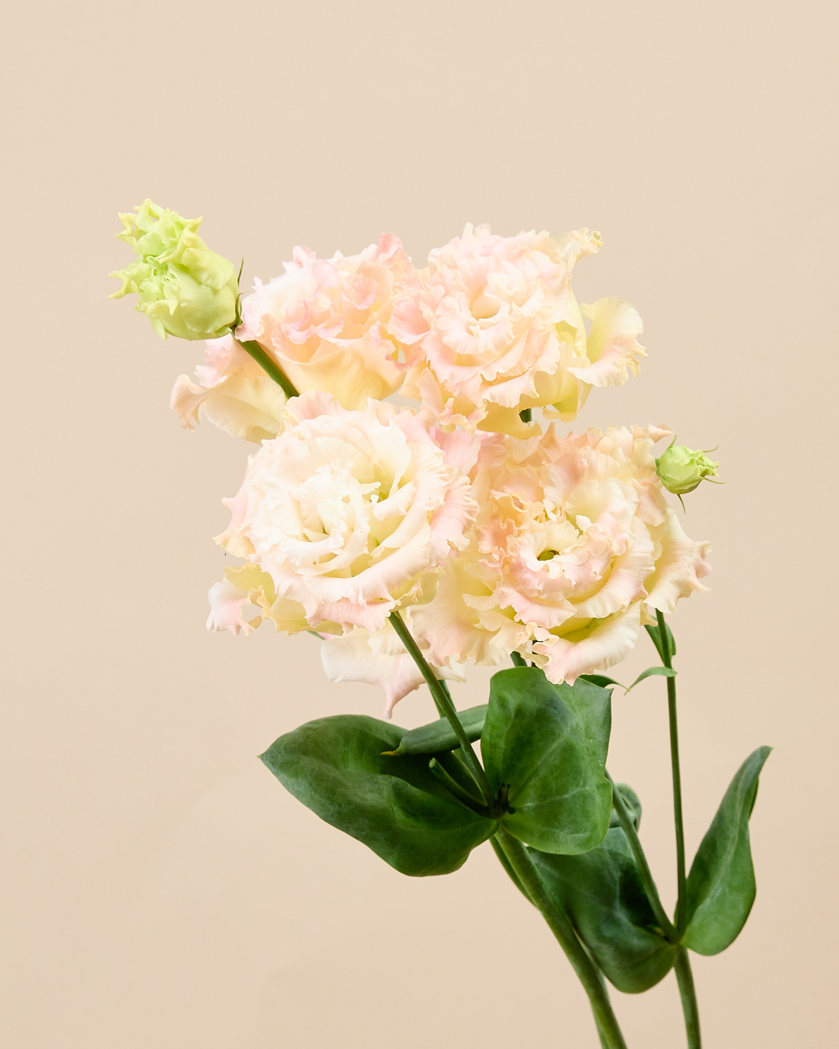 Lisianthus