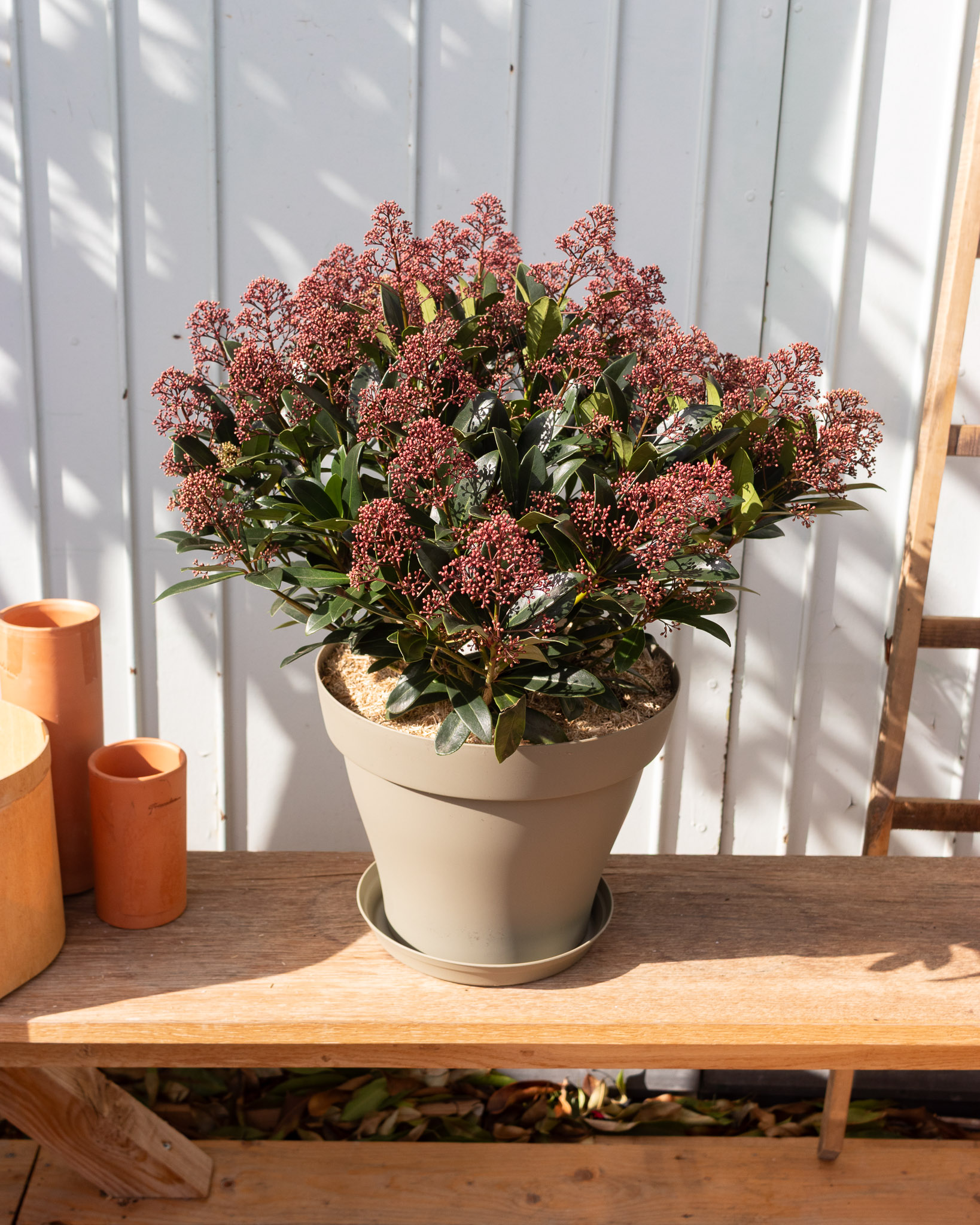 skimmia et son pot vert