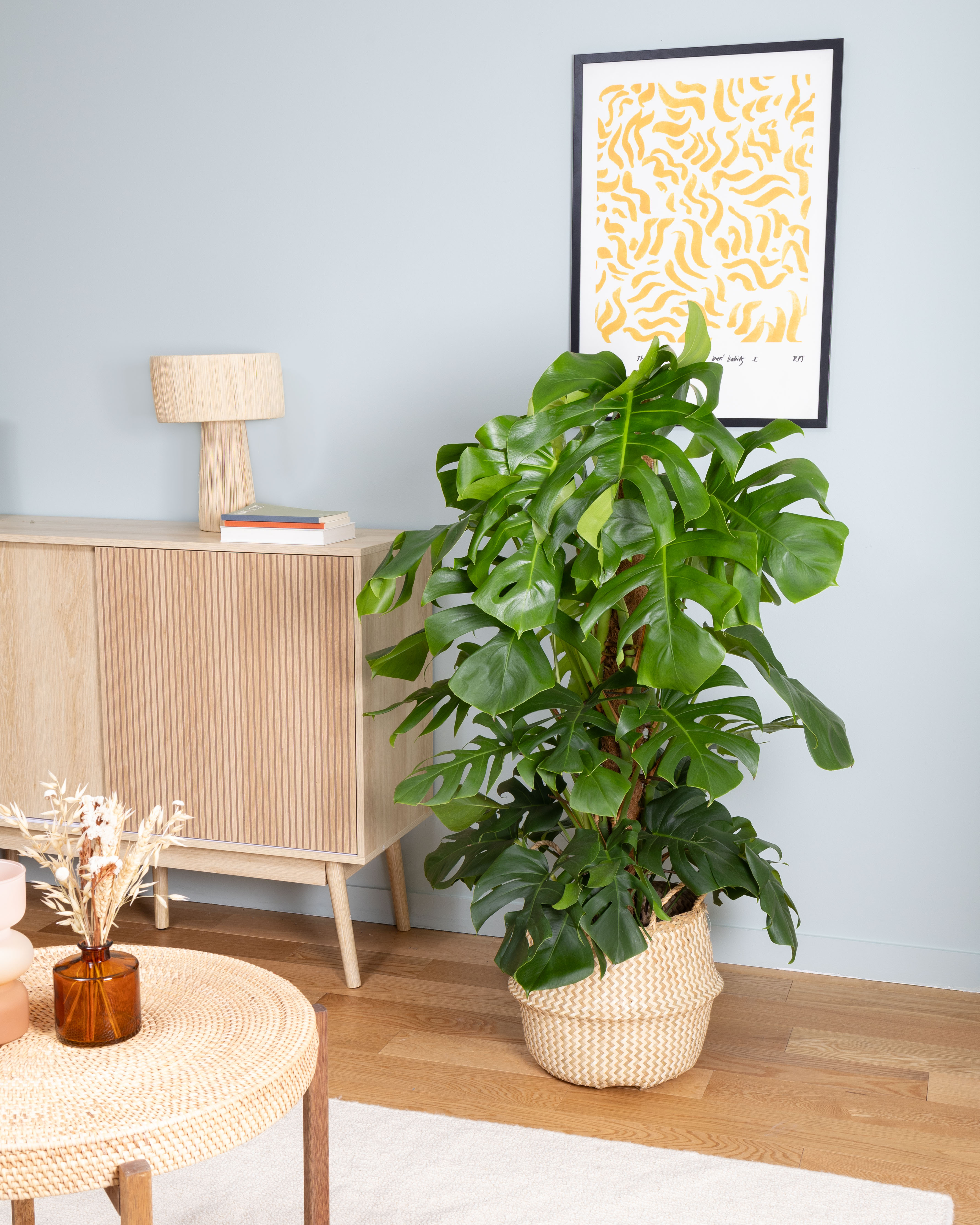 Monica - Monstera (panier non vendu)