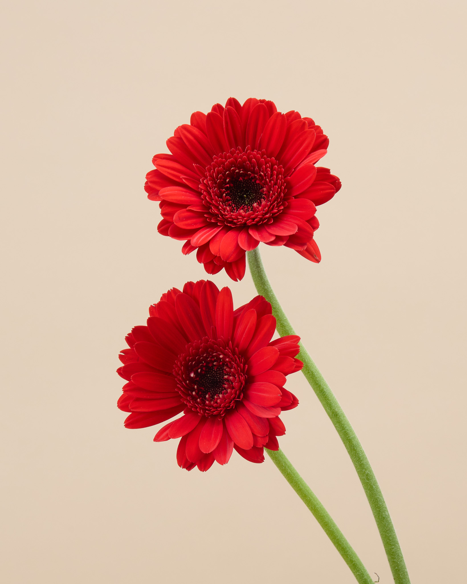 Gerbera