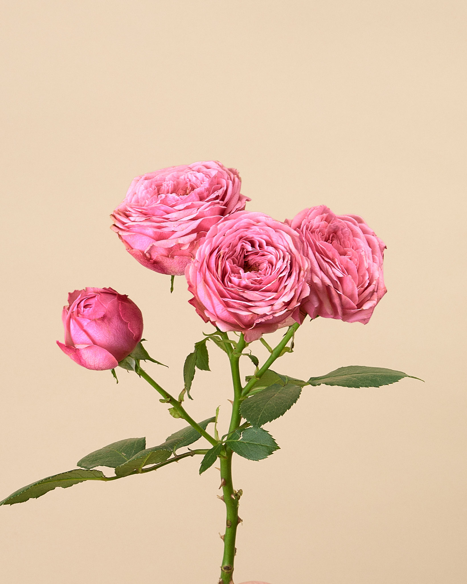 Rose branchue