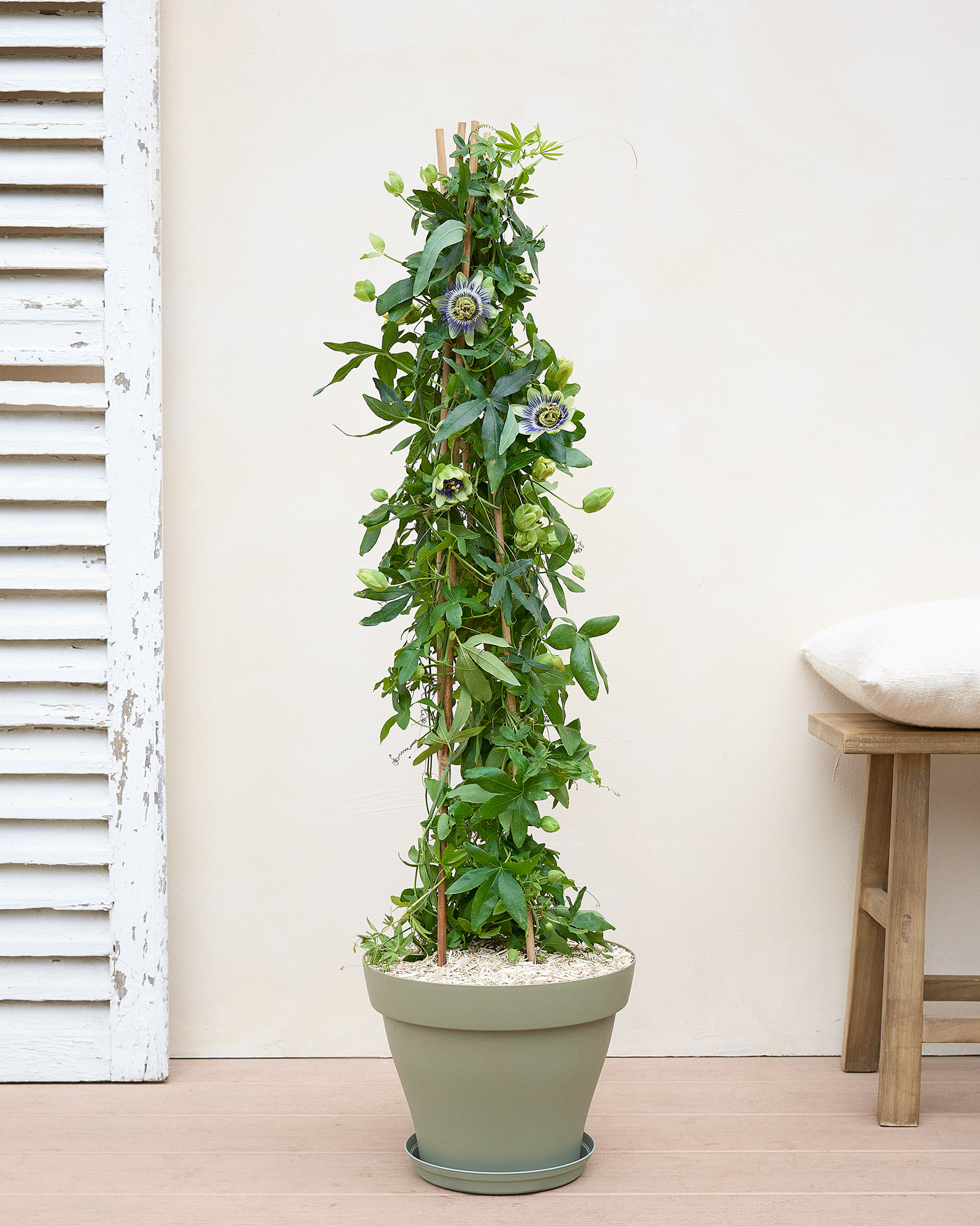Ophélie et son pot vert - Passiflore bleue