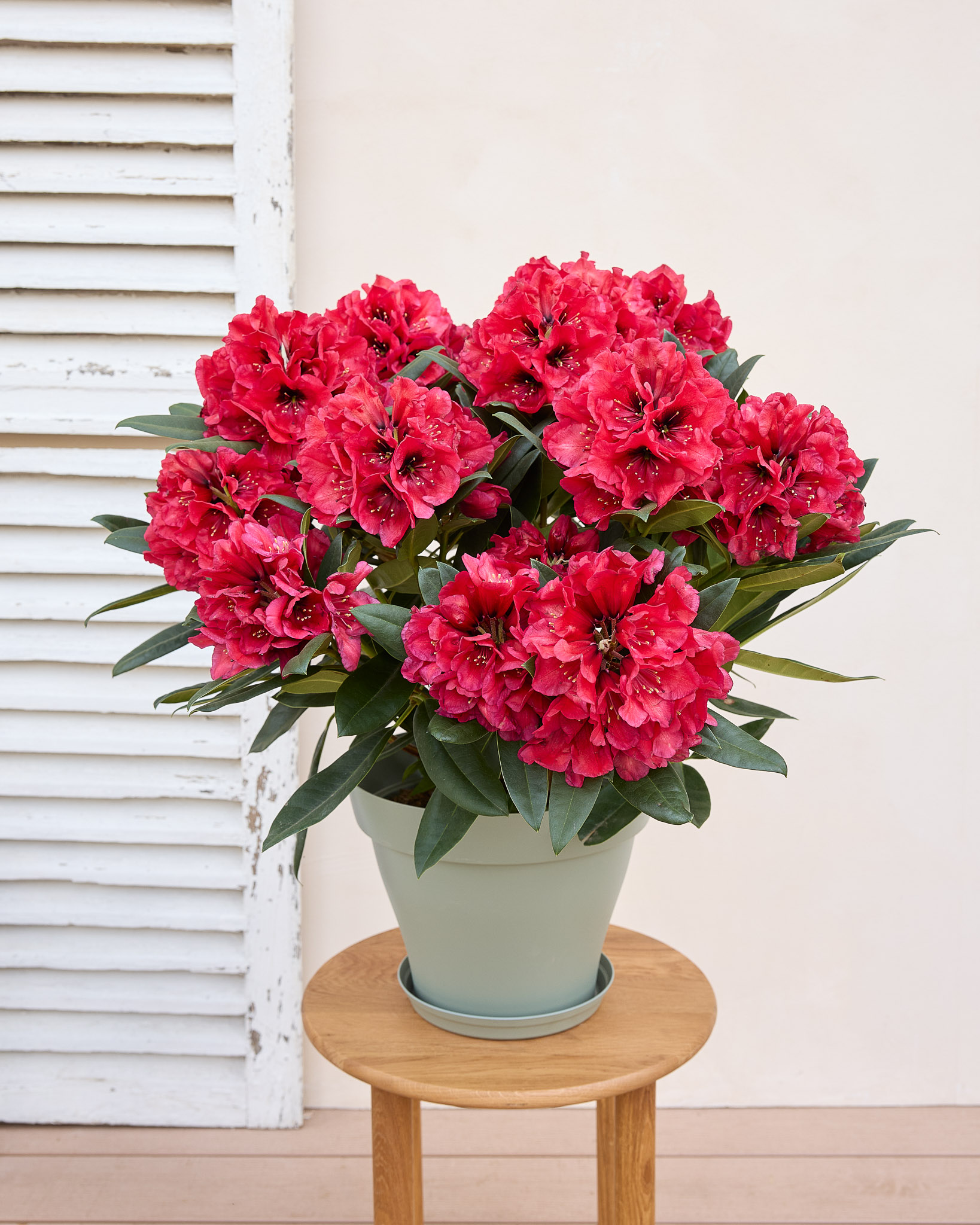 Suzon et son pot vert - Rhododendron