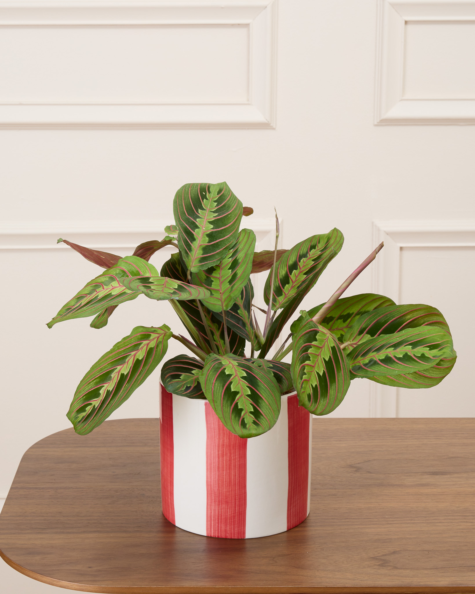 Mathis et son cache-pot rayé rouge - Maranta 