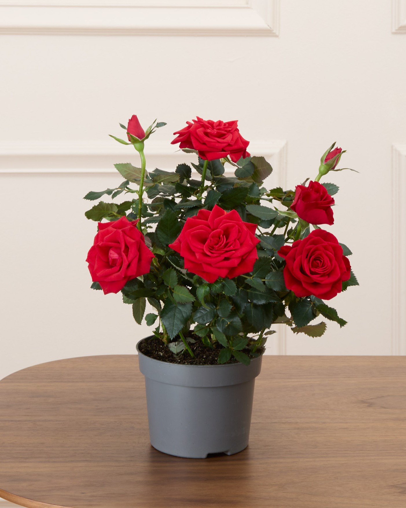 Daphné sans cache-pot - Rosier rouge