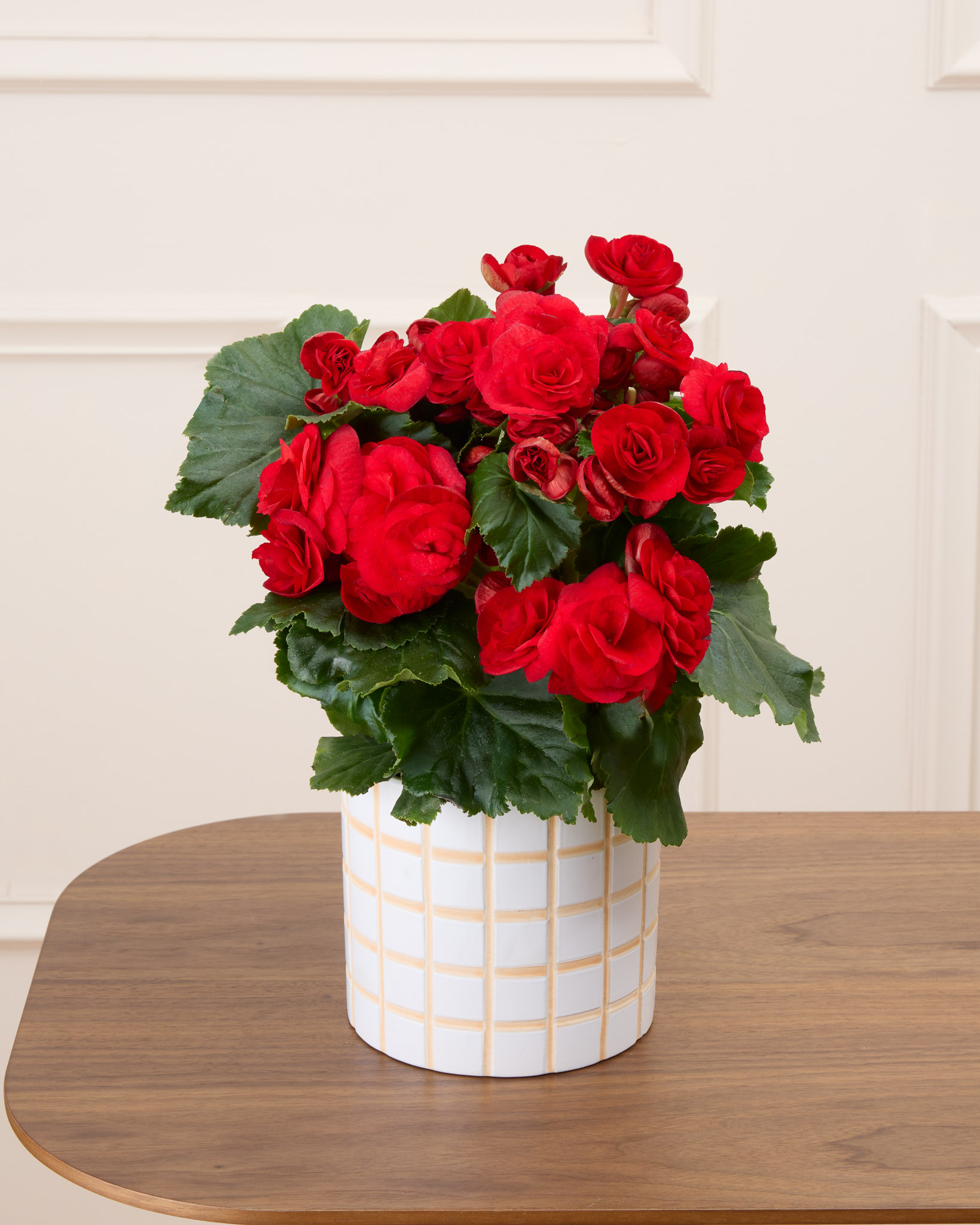 Mona et son cache-pot quadrillé - Bégonia