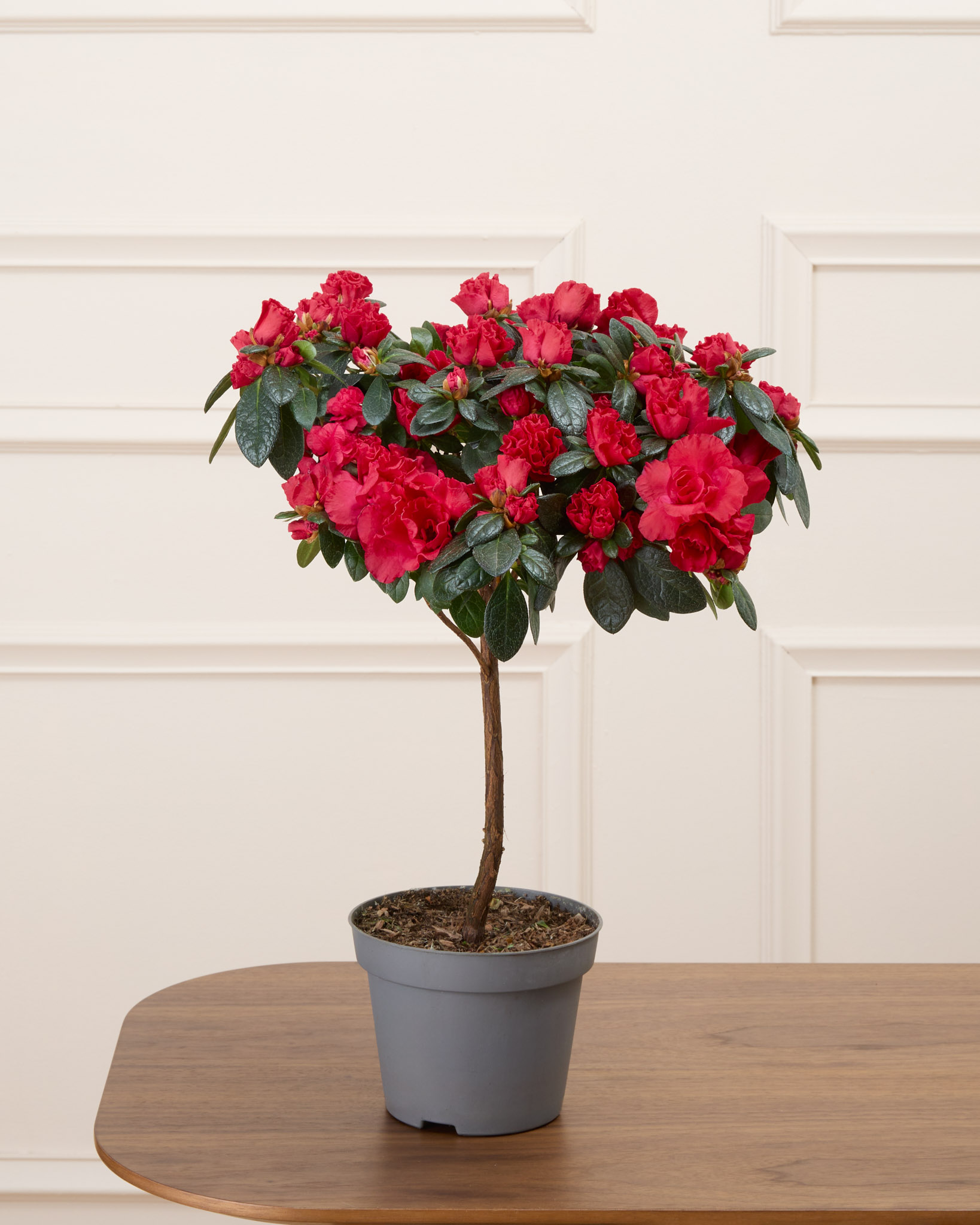 Désirée sans cache-pot- Azalée rouge sur tige