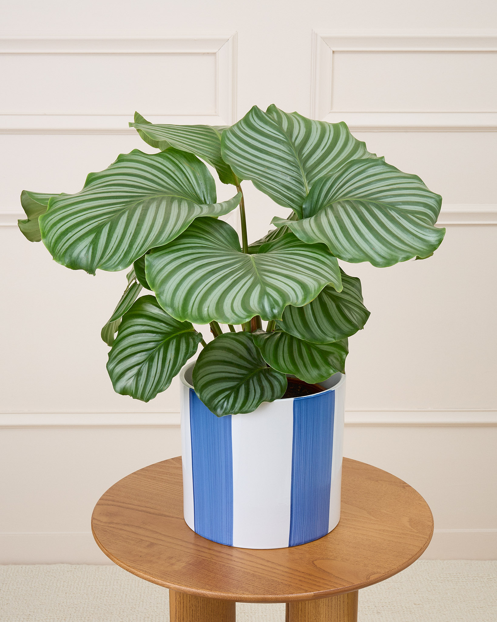 Calathea 